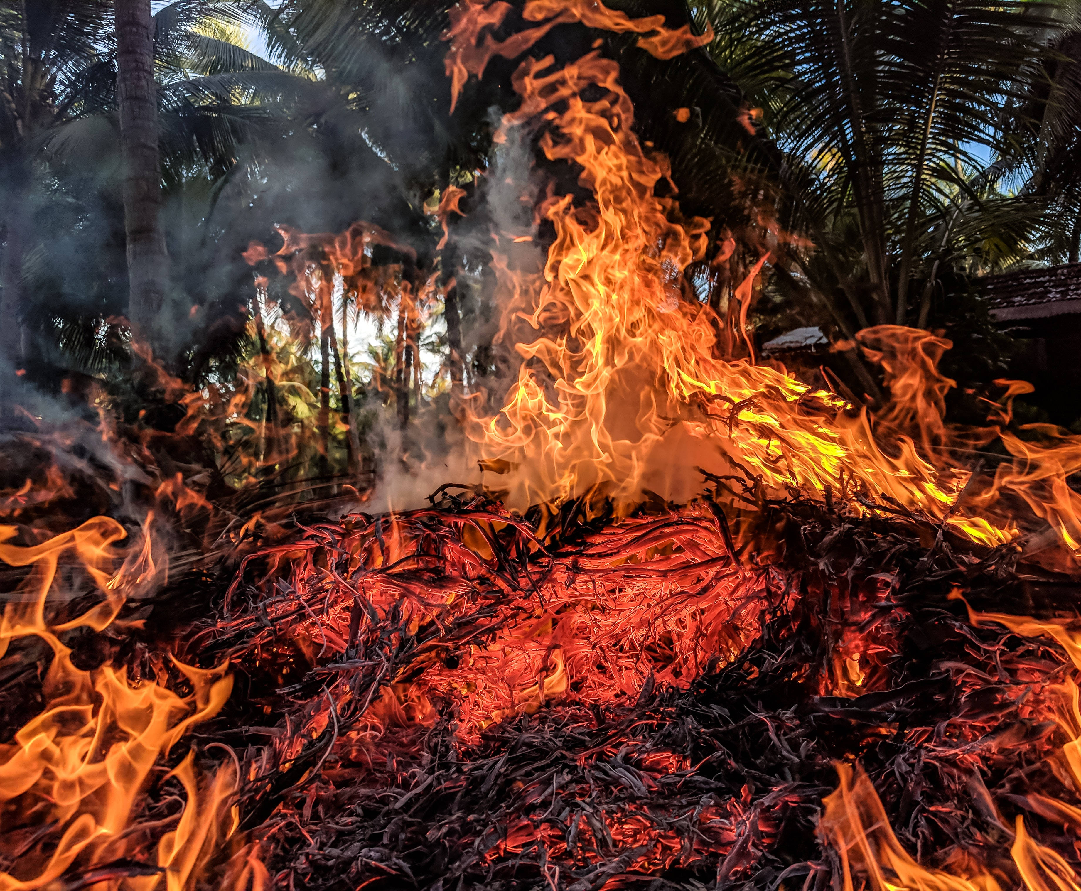 Danger, forest fire, burning branches, 2K Desktop Wallpaper