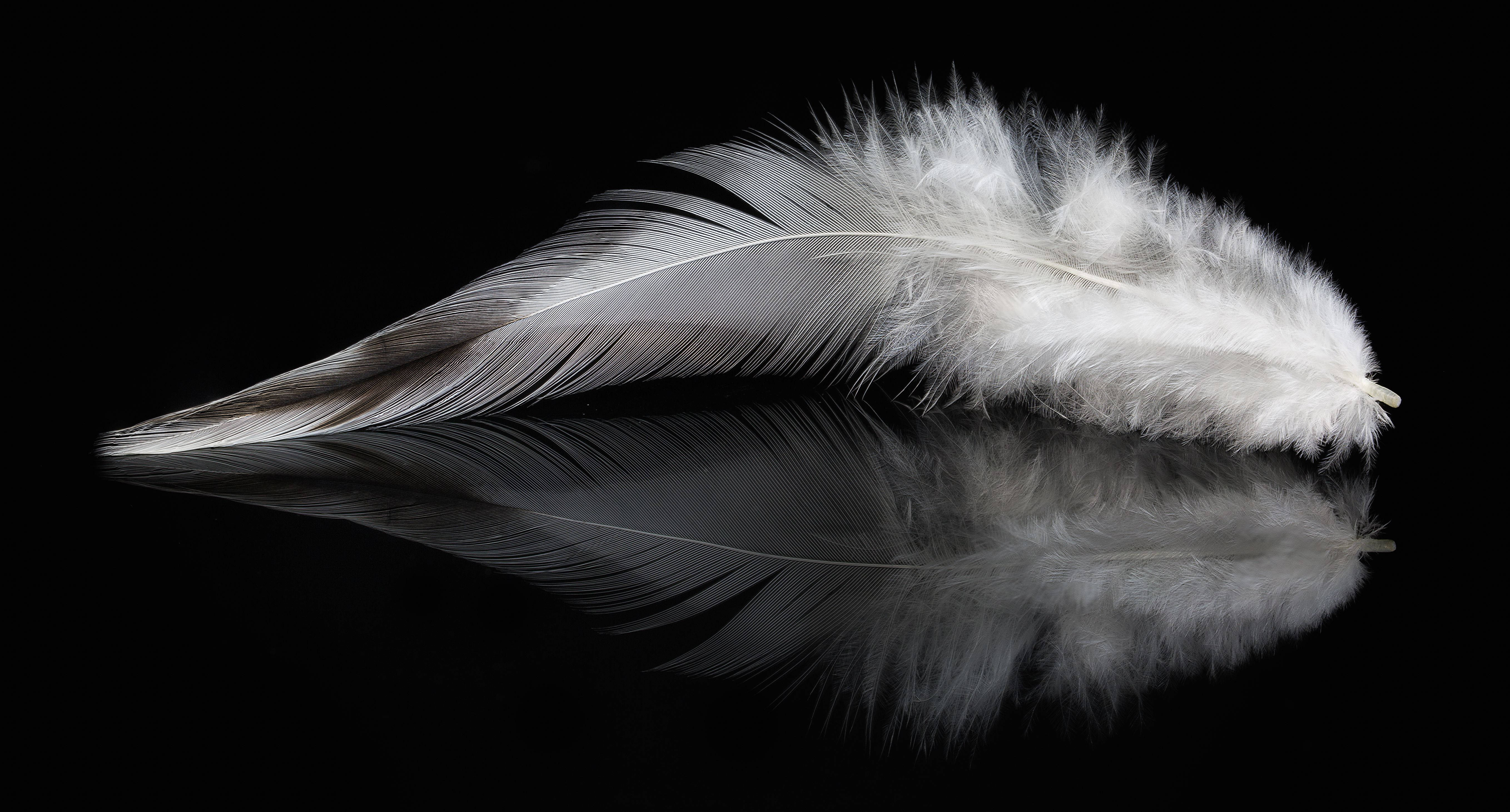 Aesthetic Feather Dark 4K, white feather, soft fluffy barbs, 5K Desktop Wallpaper