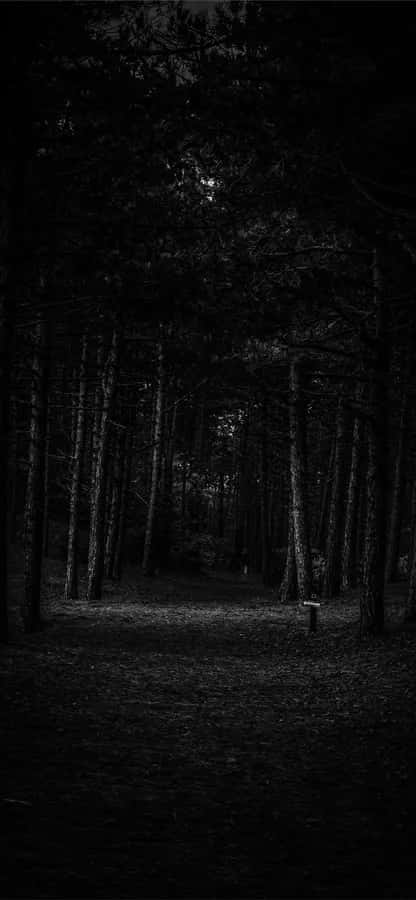 dark forest, narrow path, tall trees, SD Phone Wallpaper
