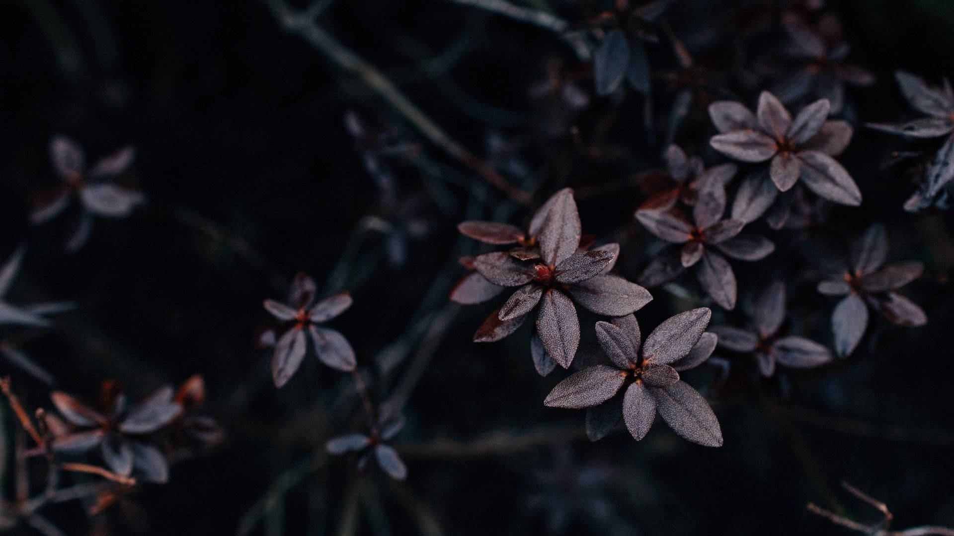 Dark Aesthetic Computer, sakuras, dark purple flowers, Full HD Desktop Wallpaper