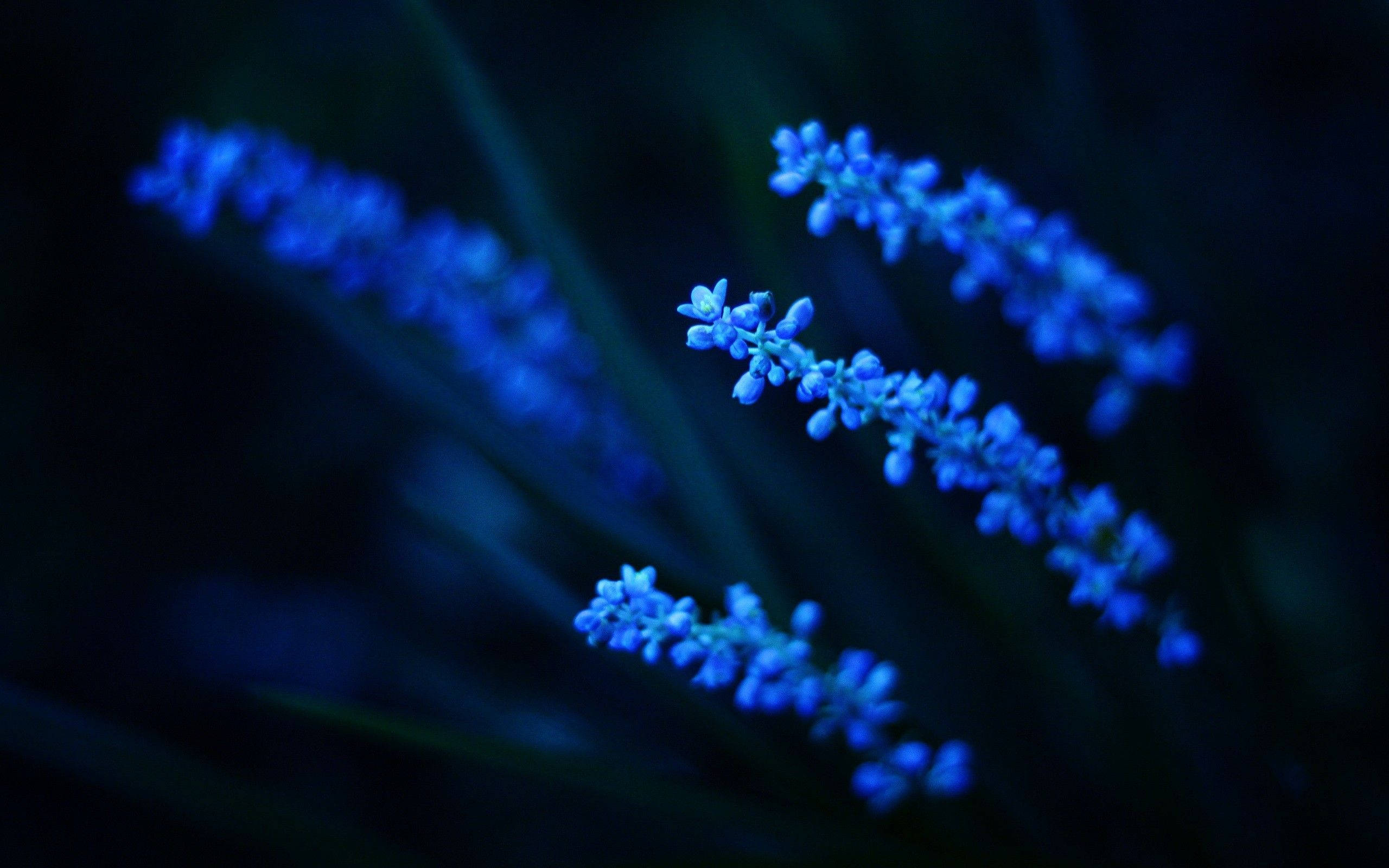 glowy plant, blue flower spikes, deep dark background, 2K Desktop Wallpaper