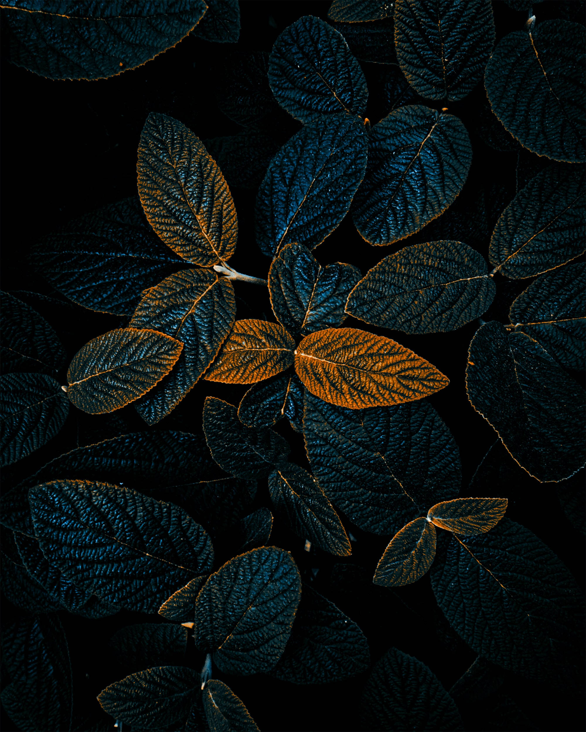 Dark Android, dark blue leaves, golden veins, Full HD Phone Wallpaper