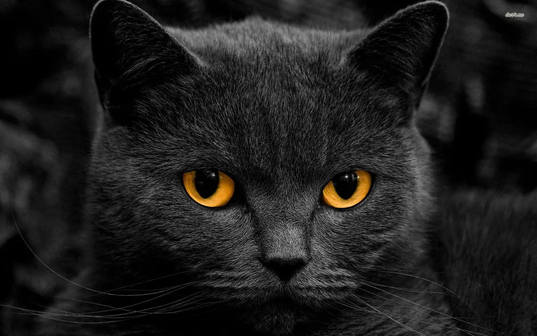 Dark Animals