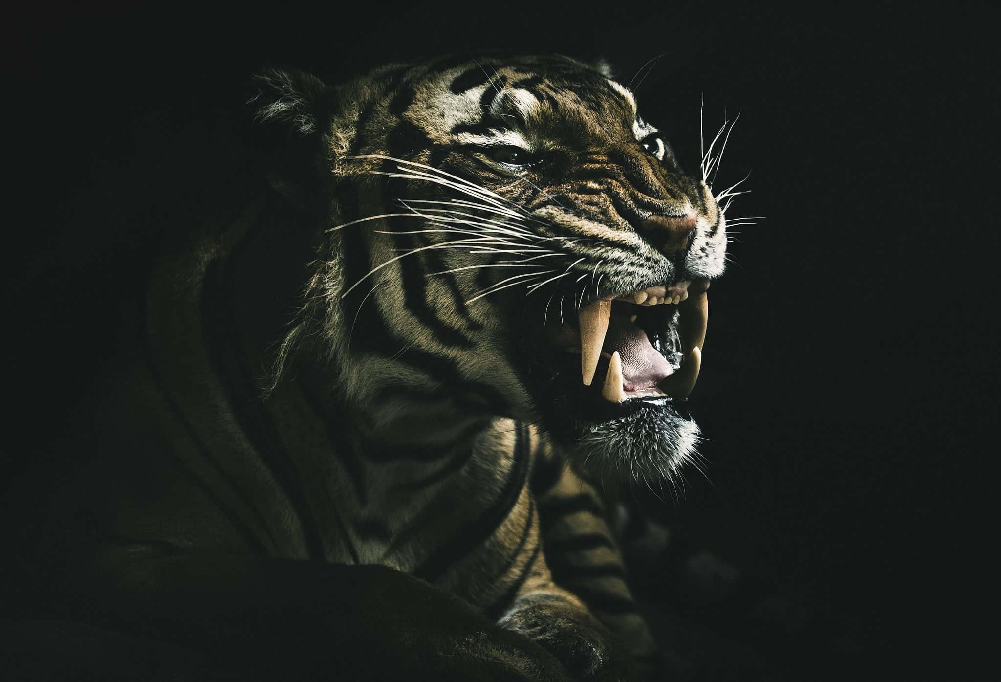 dark animals, tiger, black background, Full HD Desktop Wallpaper