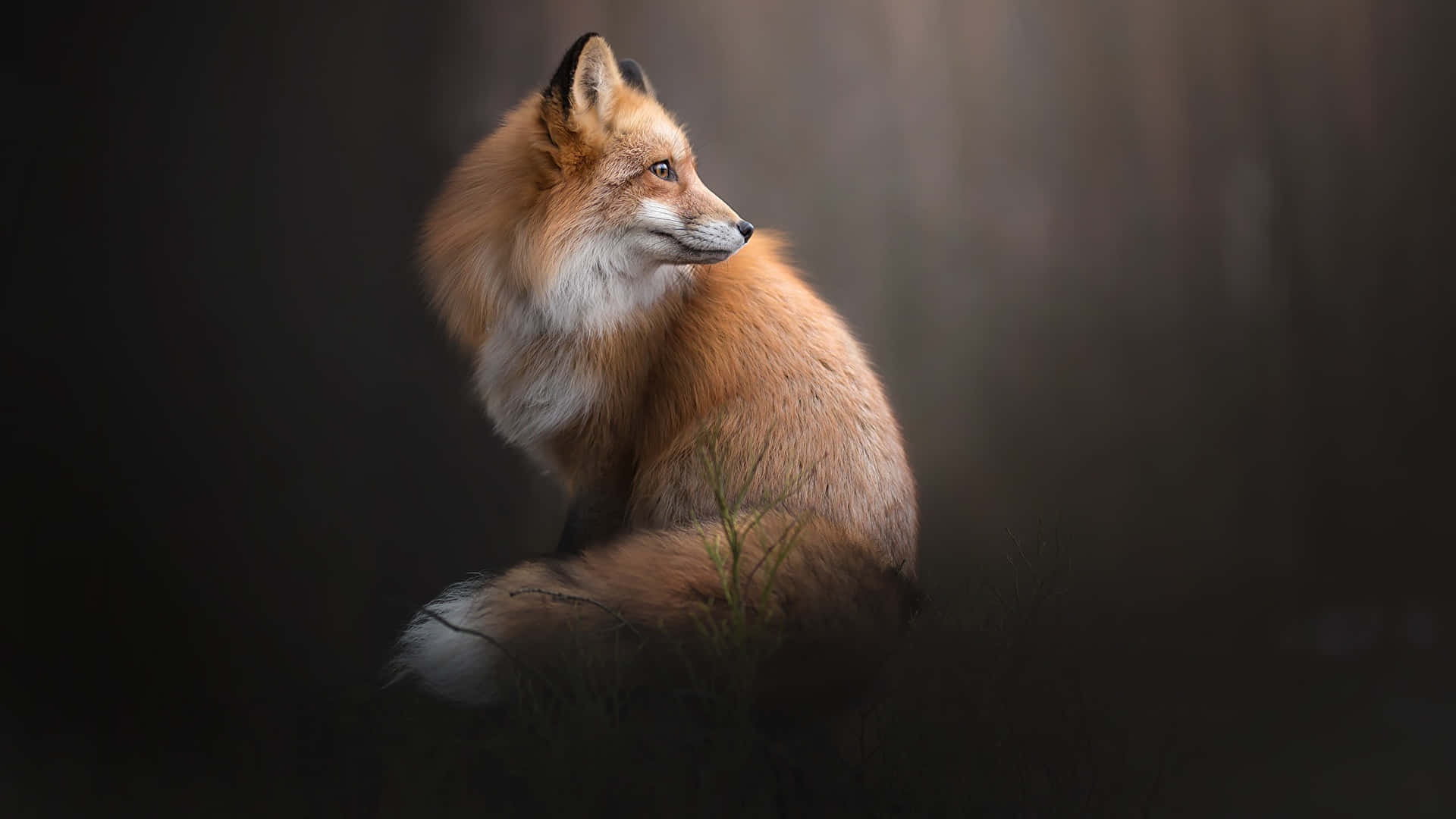 dark animals, red fox, dark forest, Full HD Desktop Wallpaper