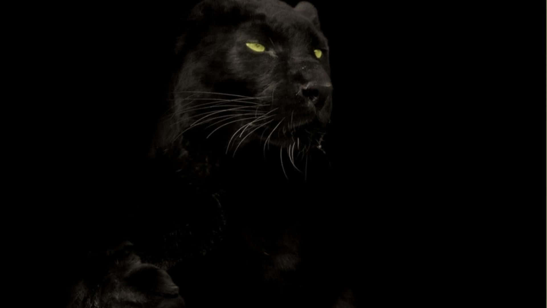 black panther, glowing yellow eyes, nocturnal animals, Full HD Desktop Wallpaper