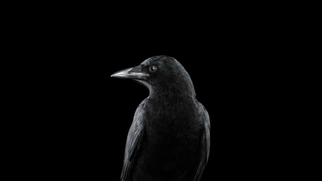 dark animals, black crow, deep forest, SD Desktop Wallpaper