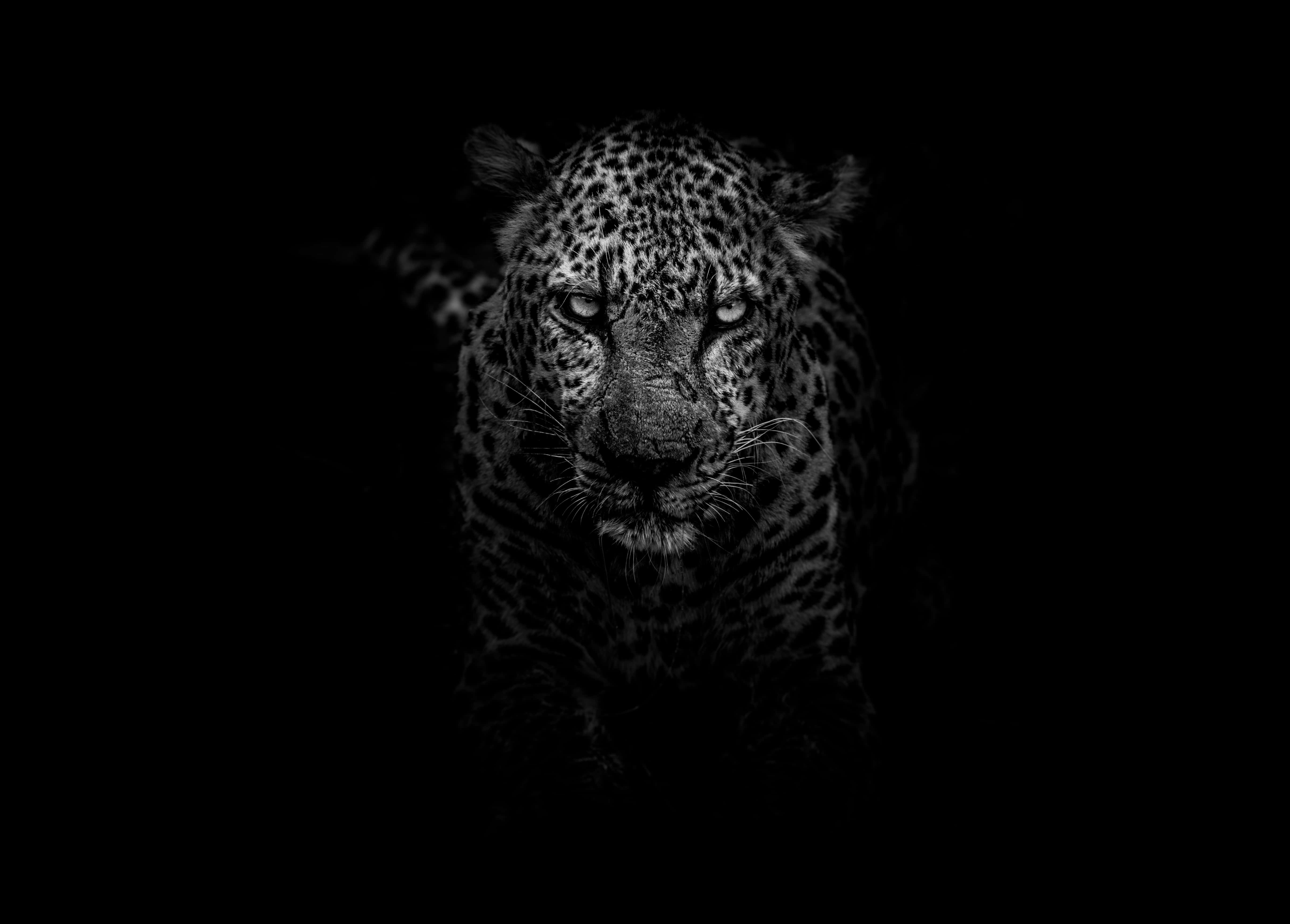 leopard, black and white portrait, glowing eyes, 5K Desktop Wallpaper