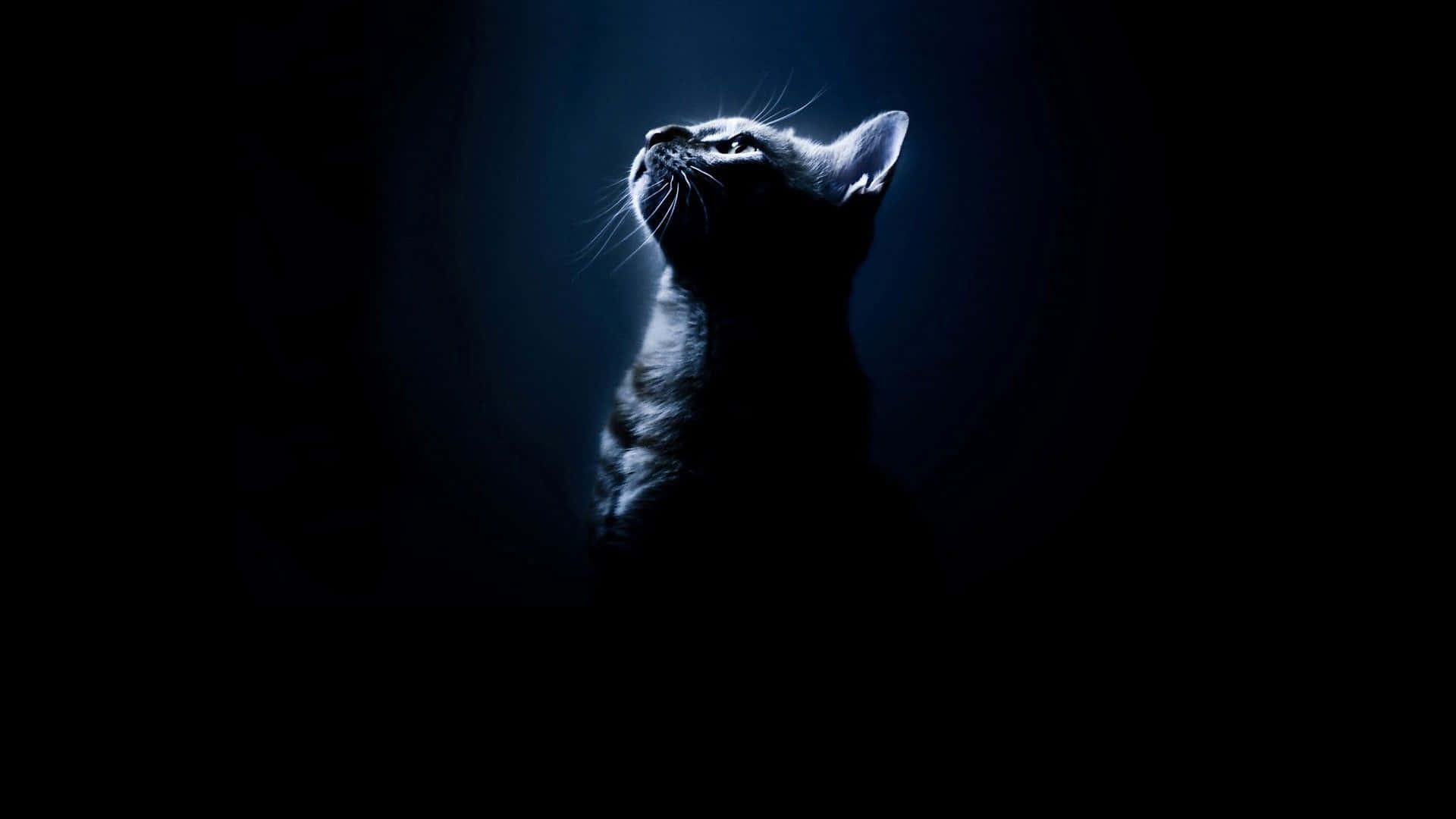 Dark Animals, black cat, dark blue spotlight, Full HD Desktop Wallpaper