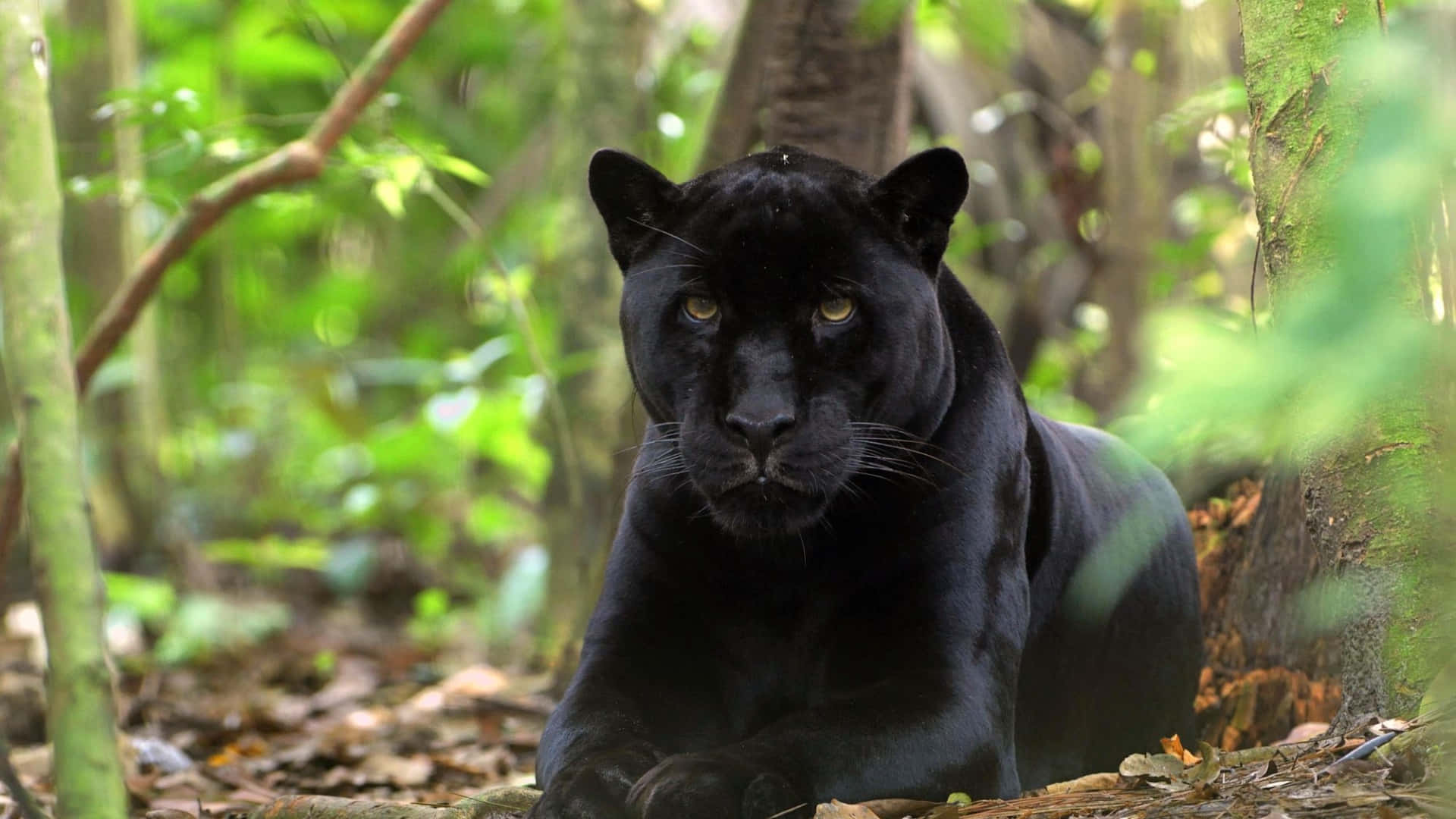 dark animals, black panther, glowing amber eyes, Full HD Desktop Wallpaper