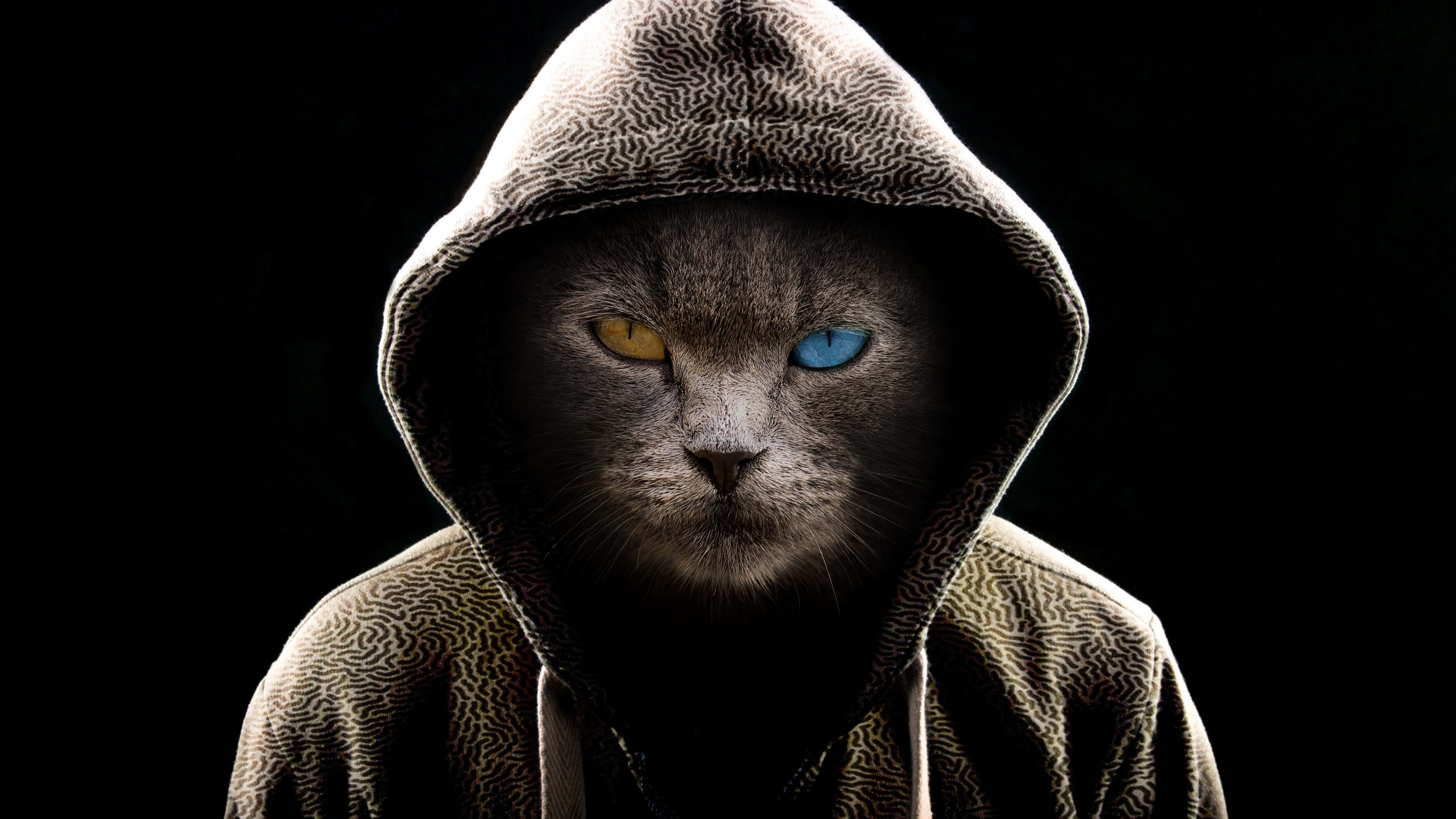 Dark Animals, gray cat, patterned hoodie, 4K Desktop Wallpaper