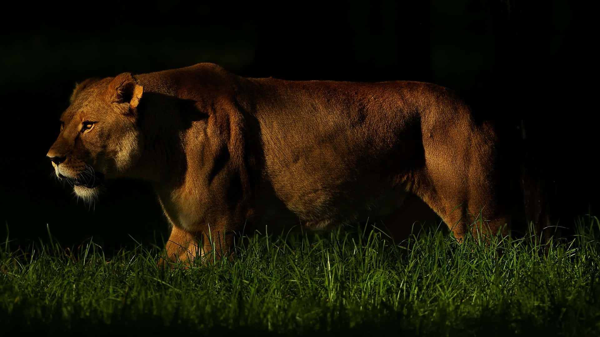 Dark Animals, lioness, silhouette, Full HD Desktop Wallpaper