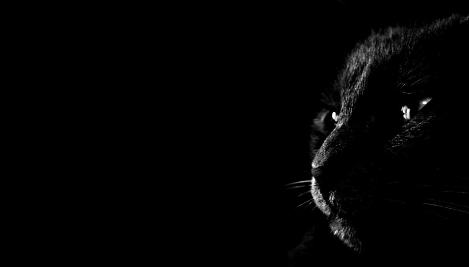 dark animals, black cat, piercing eyes, HD Desktop Wallpaper