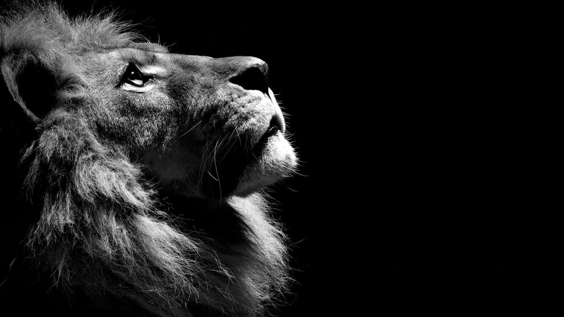 dark animals, lion's head, black and white, Full HD Desktop Wallpaper