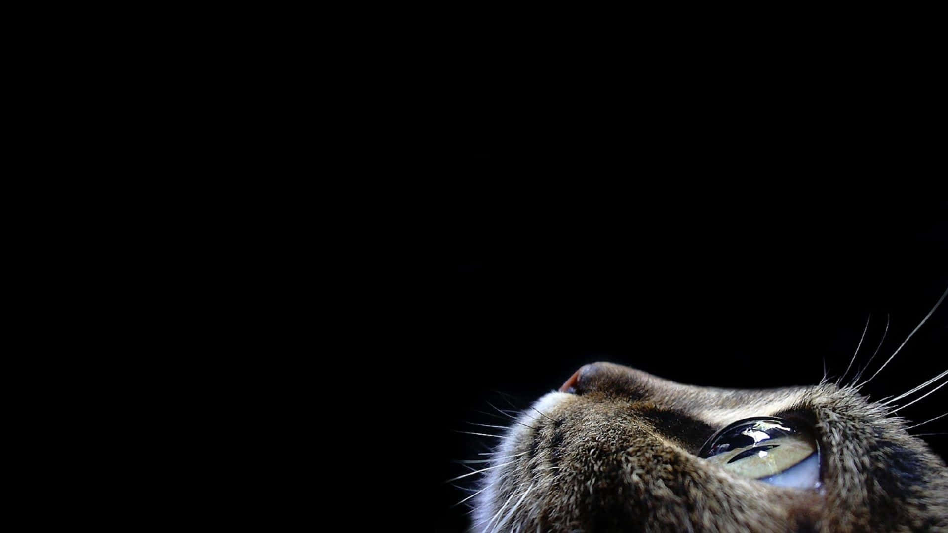 tabby cat, black background, glowing eye, Full HD Desktop Wallpaper