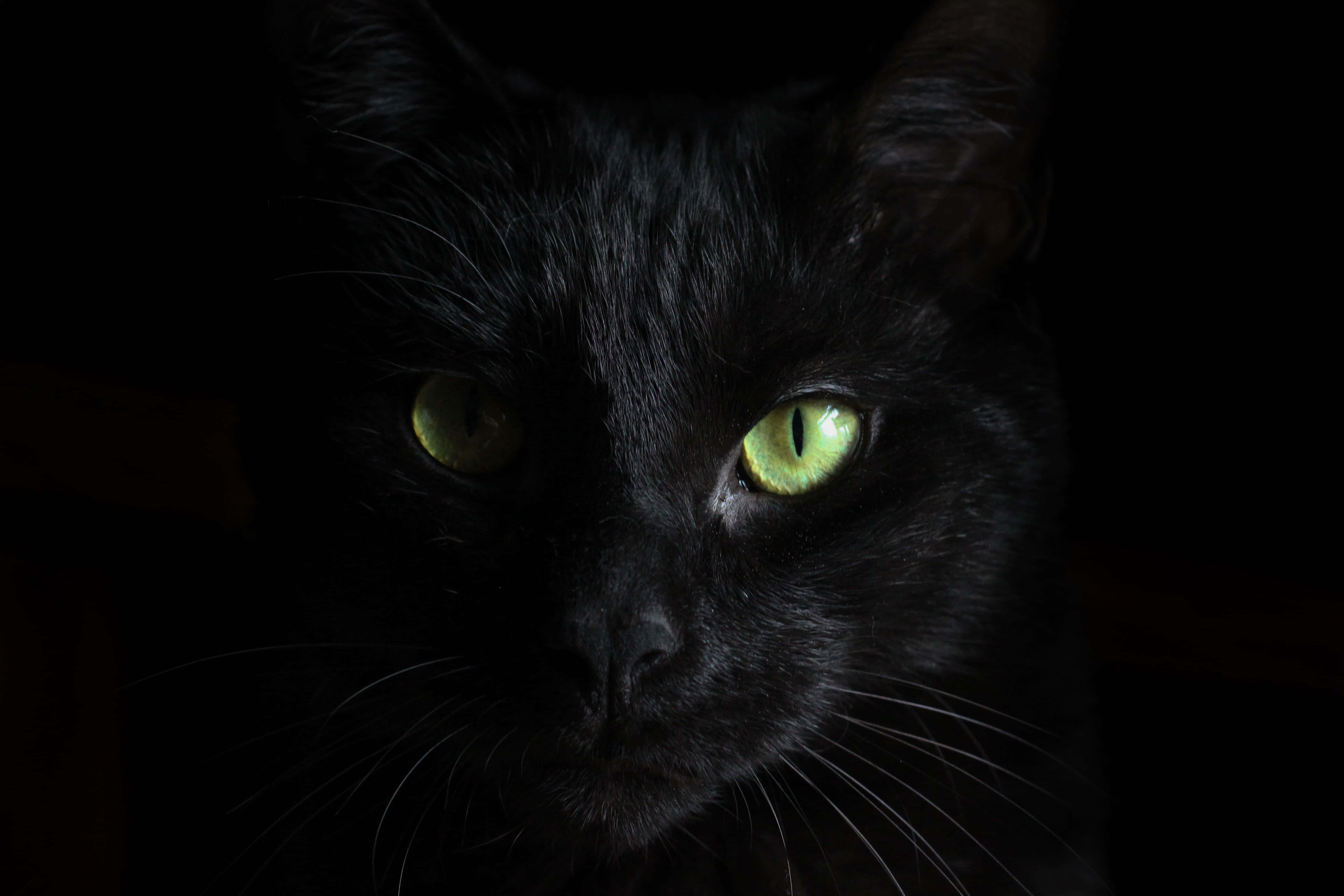 black cat, intense green eyes, glow in the dark, 5K Desktop Wallpaper