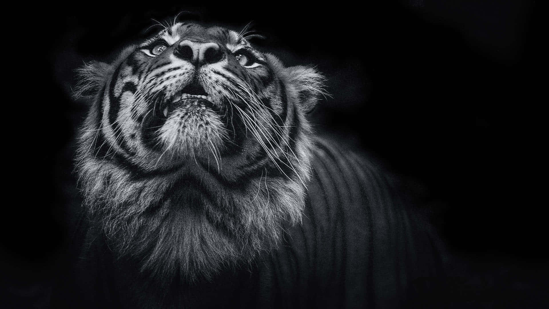 tiger, black and white photo, stark black background, Full HD Desktop Wallpaper