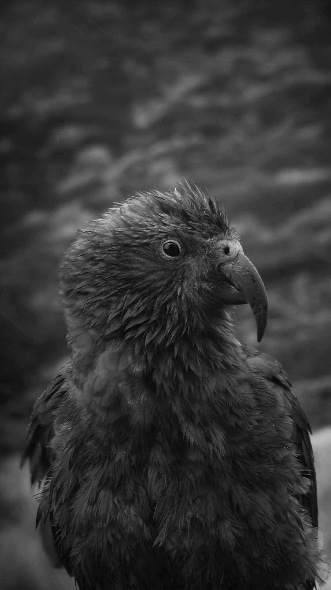 kea parrot, black and white photo, textured feathers, Full HD Phone Wallpaper