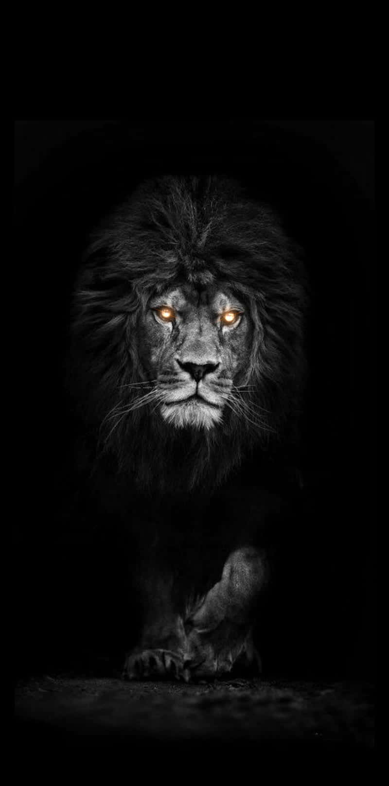 lion, orange eyes, glowing amber eyes, HD Phone Wallpaper