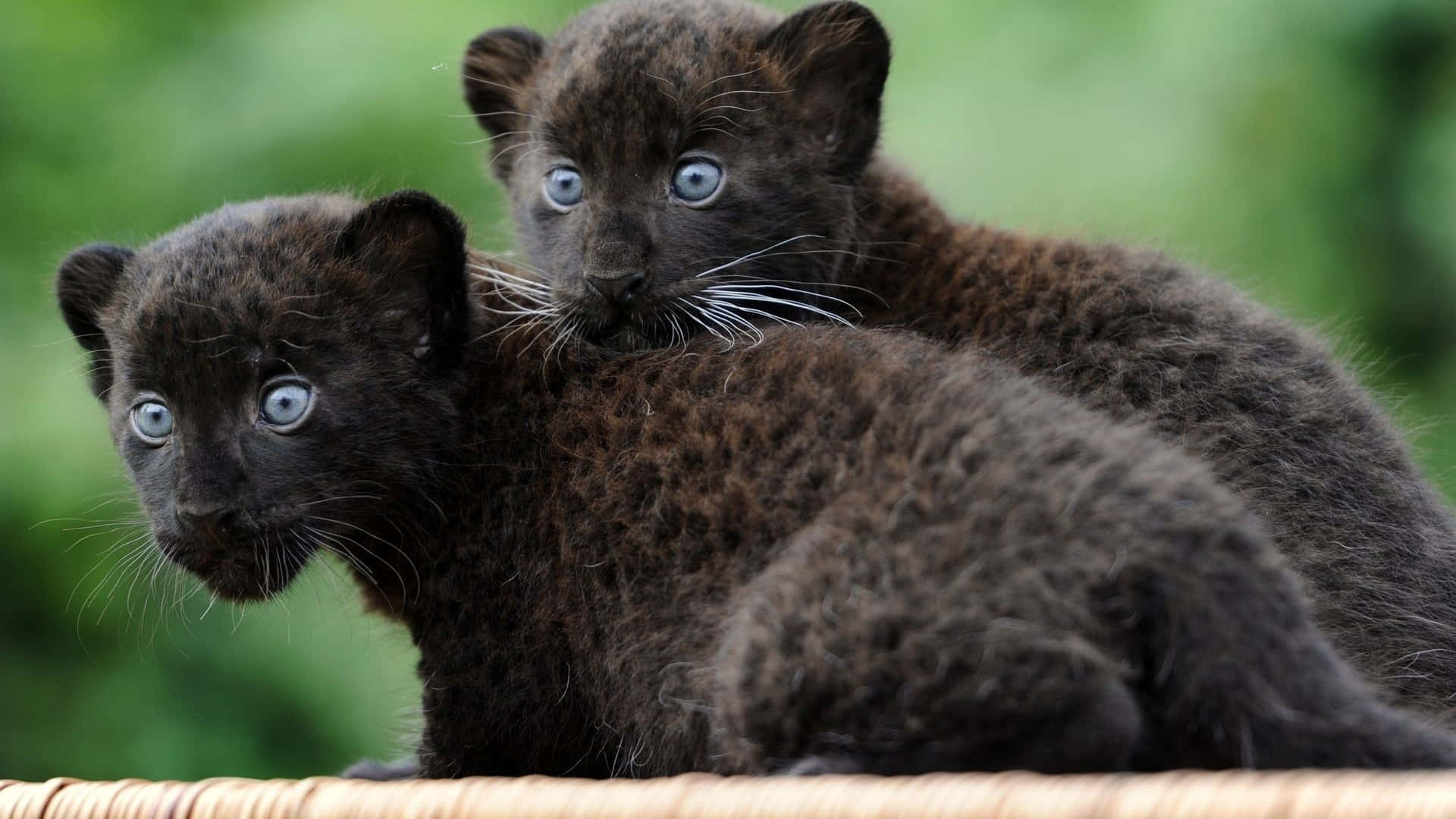 dark animals, black leopard cubs, blue eyes, Full HD Desktop Wallpaper