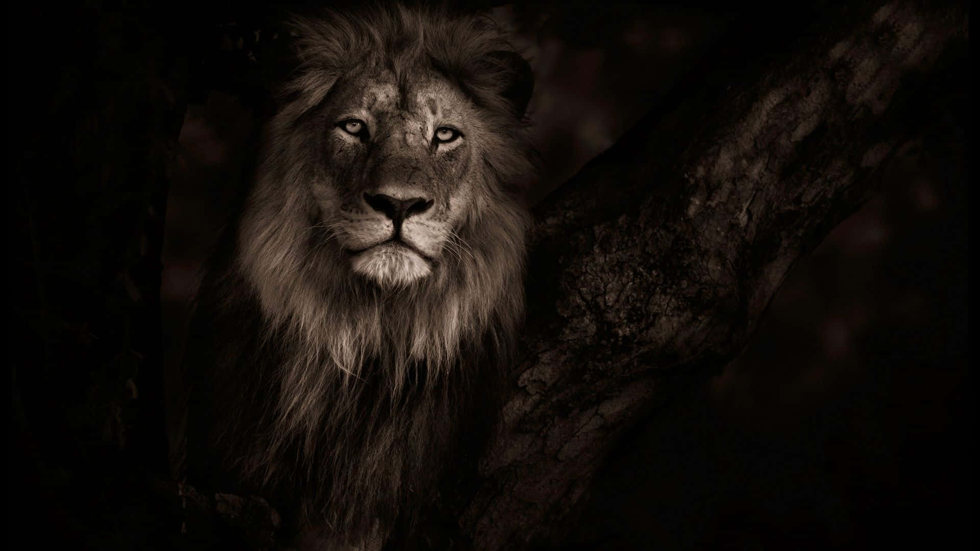 lion, tree, darkened forest, Full HD Desktop Wallpaper