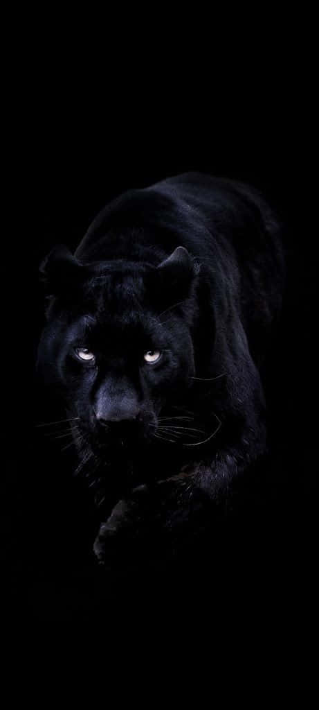 dark animals, black panther, glowing eyes, SD Phone Wallpaper