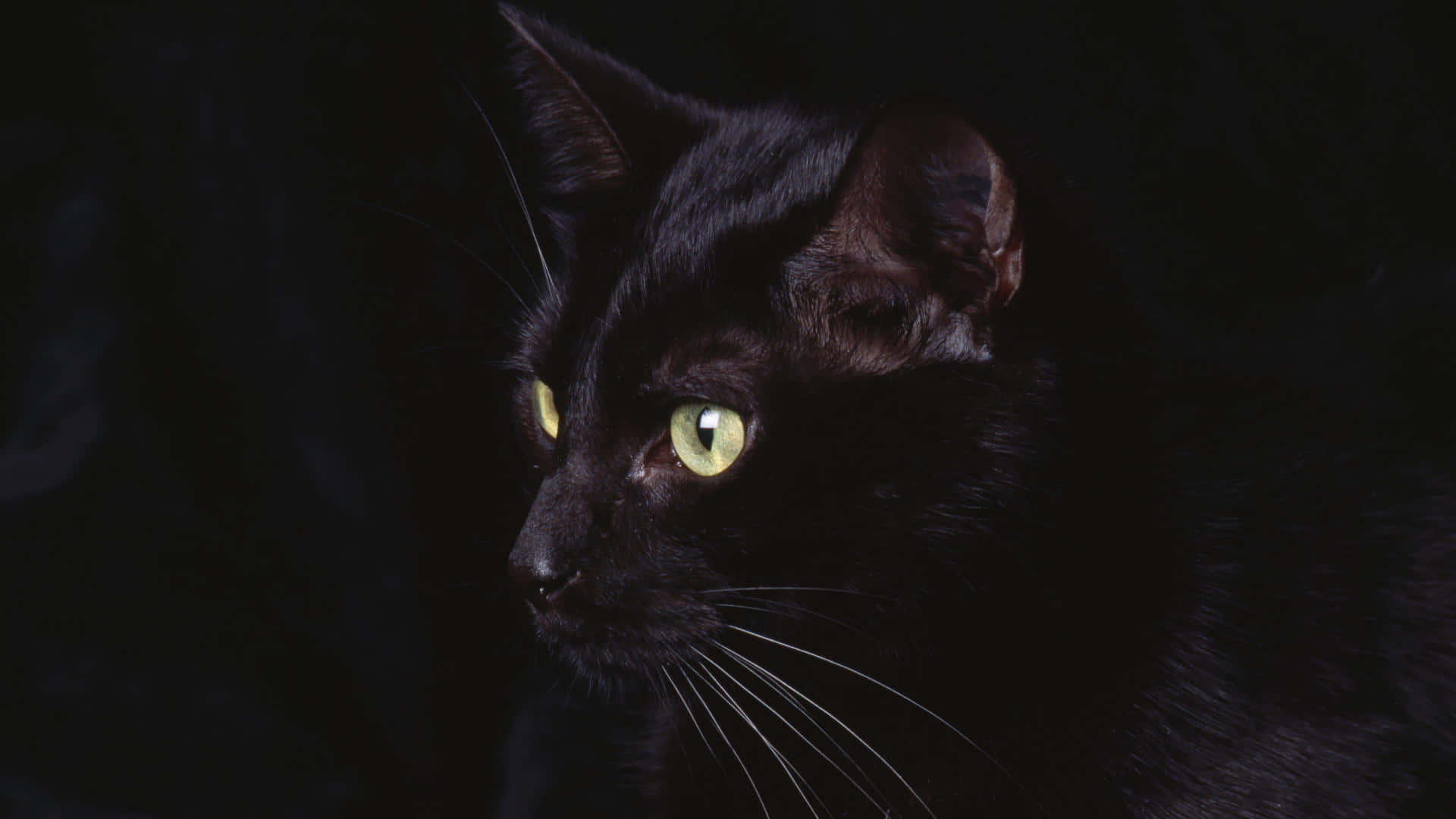 black cat, glowing green eyes, dark background, Full HD Desktop Wallpaper