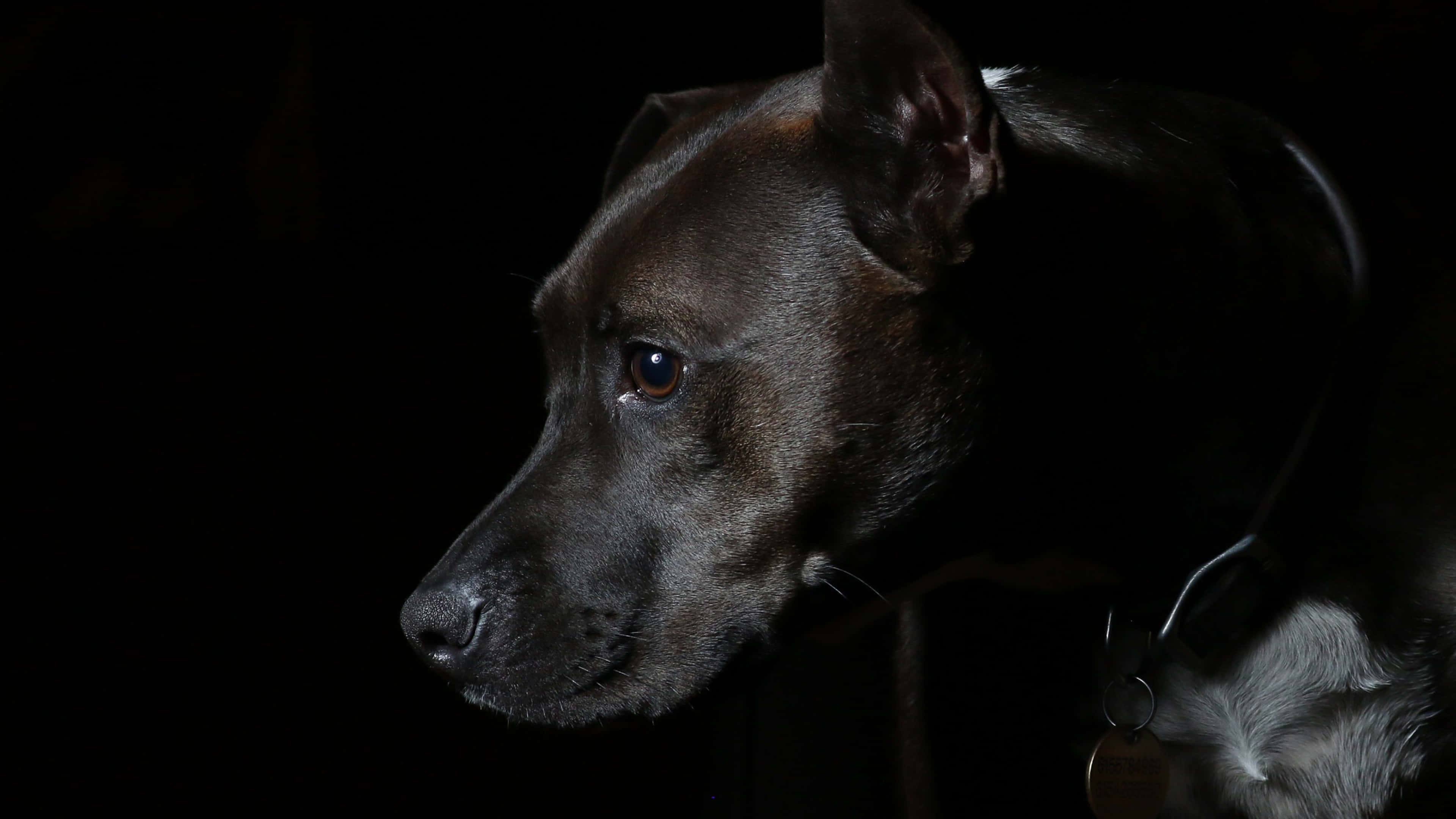 dark animals, dog, profile, 4K Desktop Wallpaper