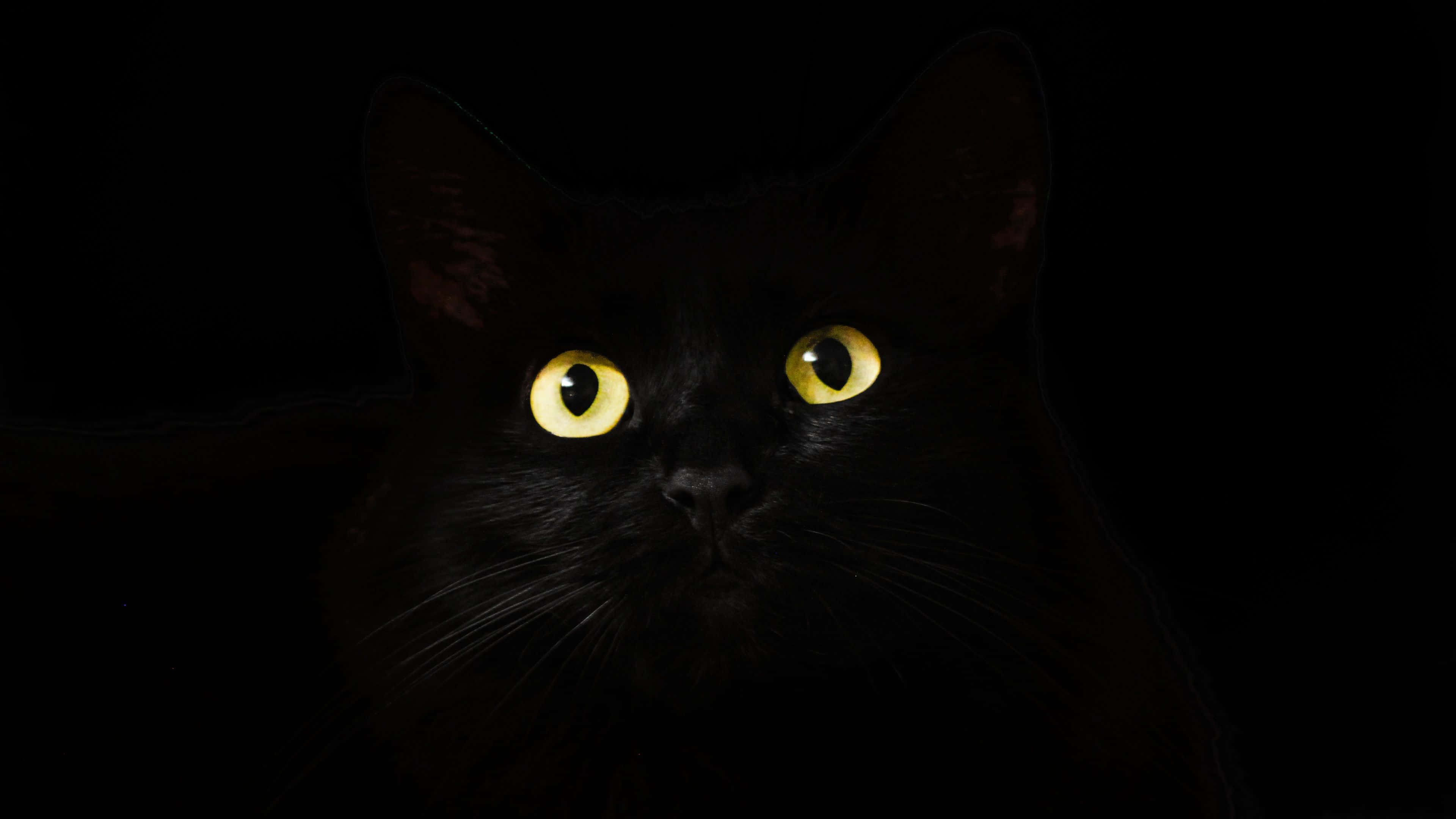 dark animals, black cat, glowing yellow eyes, 4K Desktop Wallpaper