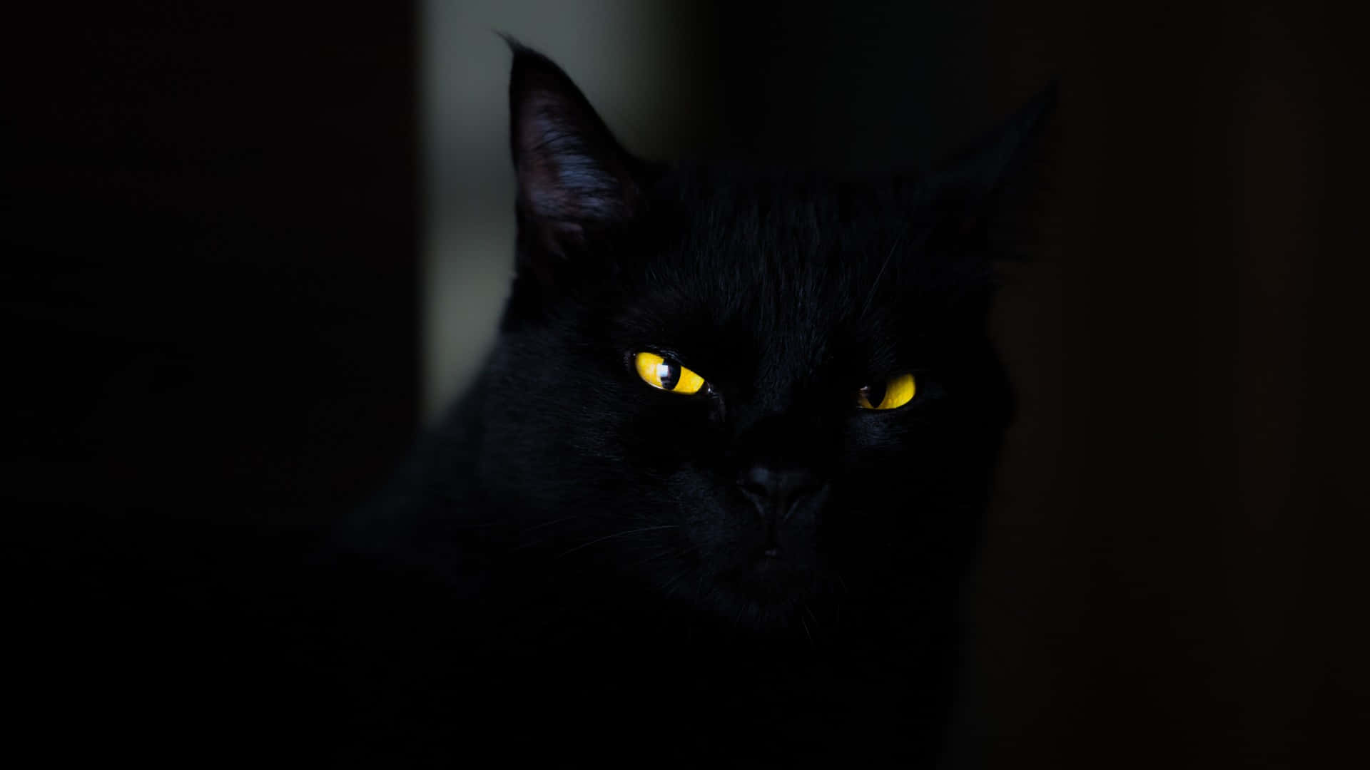 dark animals, black cat, glowing yellow eyes, Full HD Desktop Wallpaper