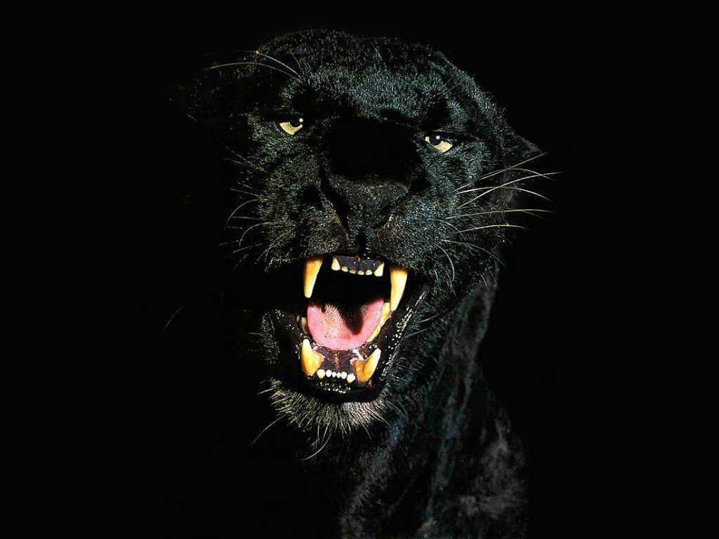 black panther, glowing eyes, bared fangs, SD Desktop Wallpaper