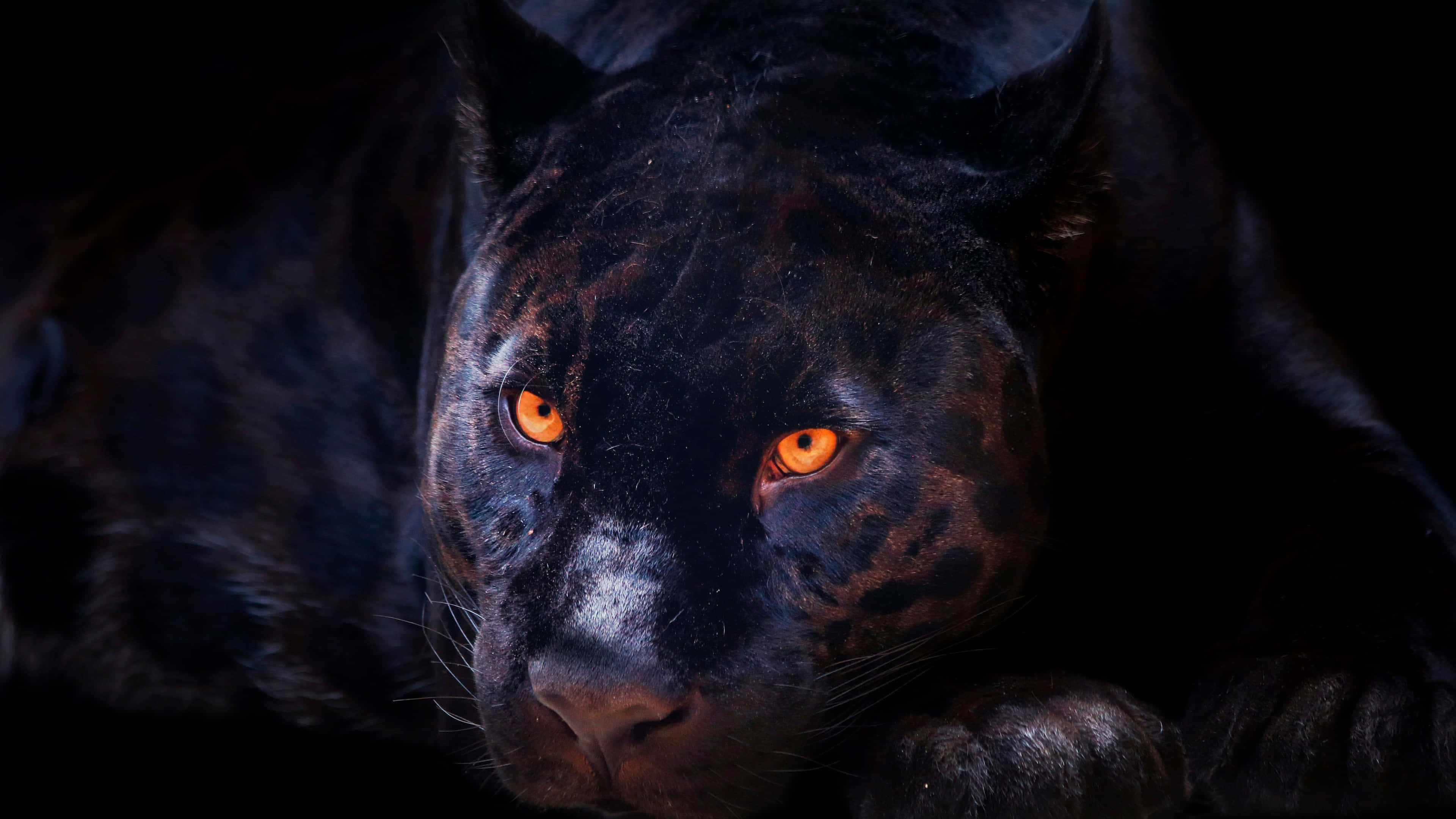 dark animals, black panther, glowing orange eyes, 4K Desktop Wallpaper