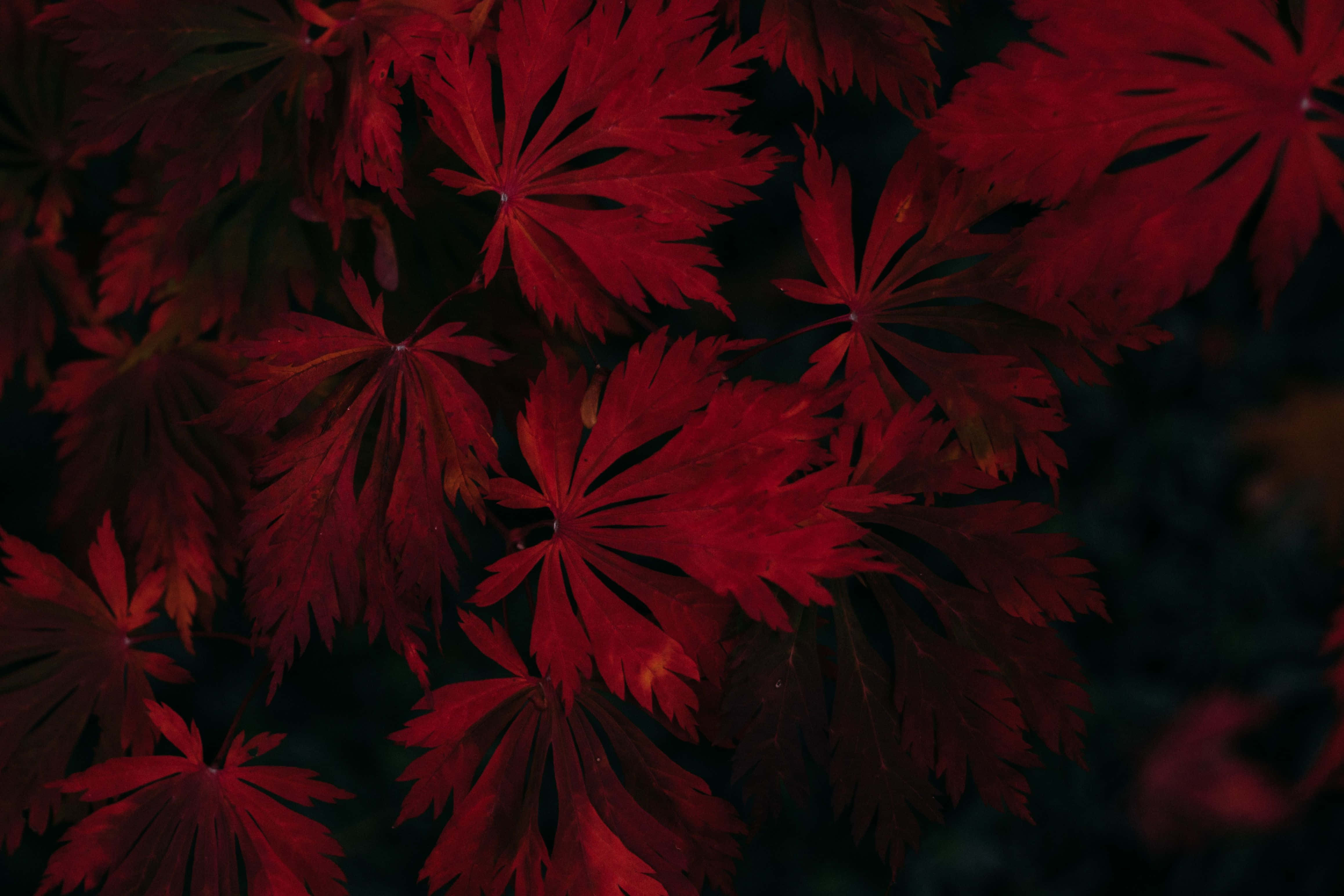 Dark Autumn, red maple leaves, intricate veins, 4K Desktop Wallpaper