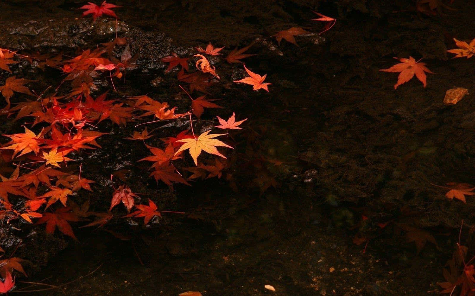 Dark Autumn, maple leaves, dark still water, HD Desktop Wallpaper
