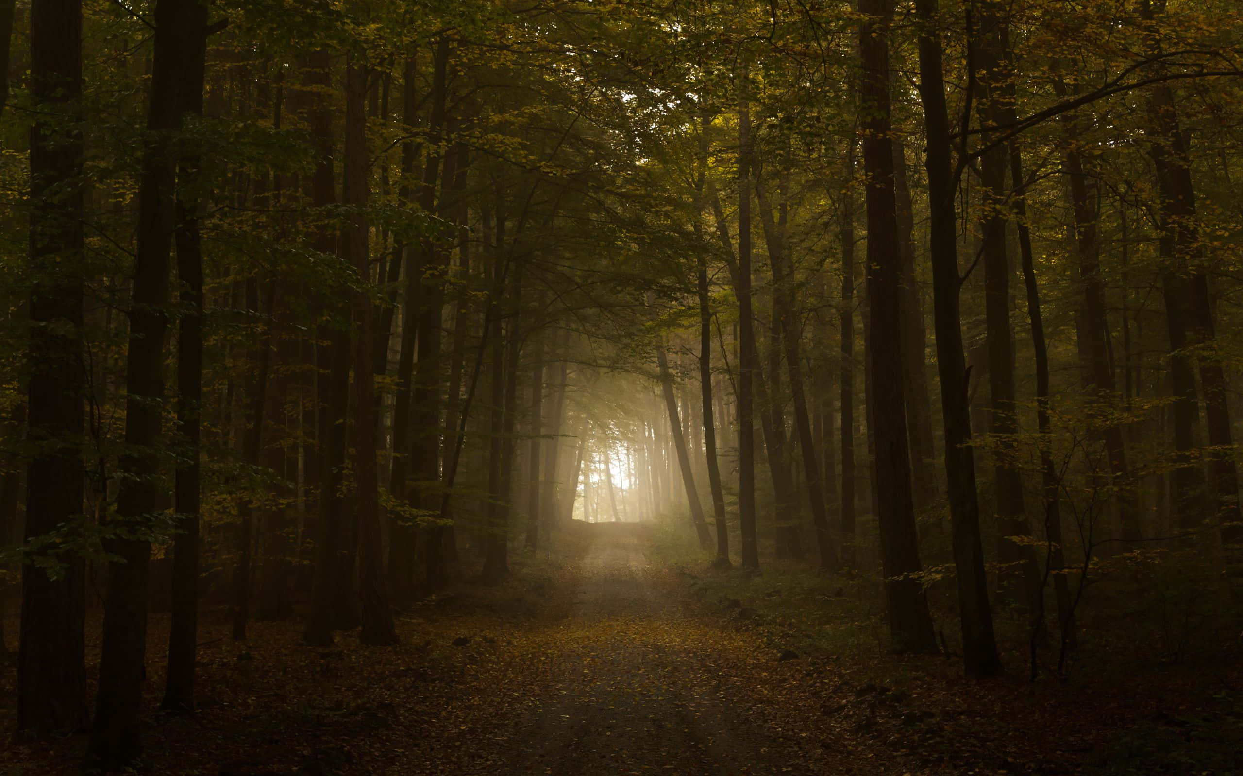 Dark Autumn, misty forest path, tall trees, 2K Desktop Wallpaper