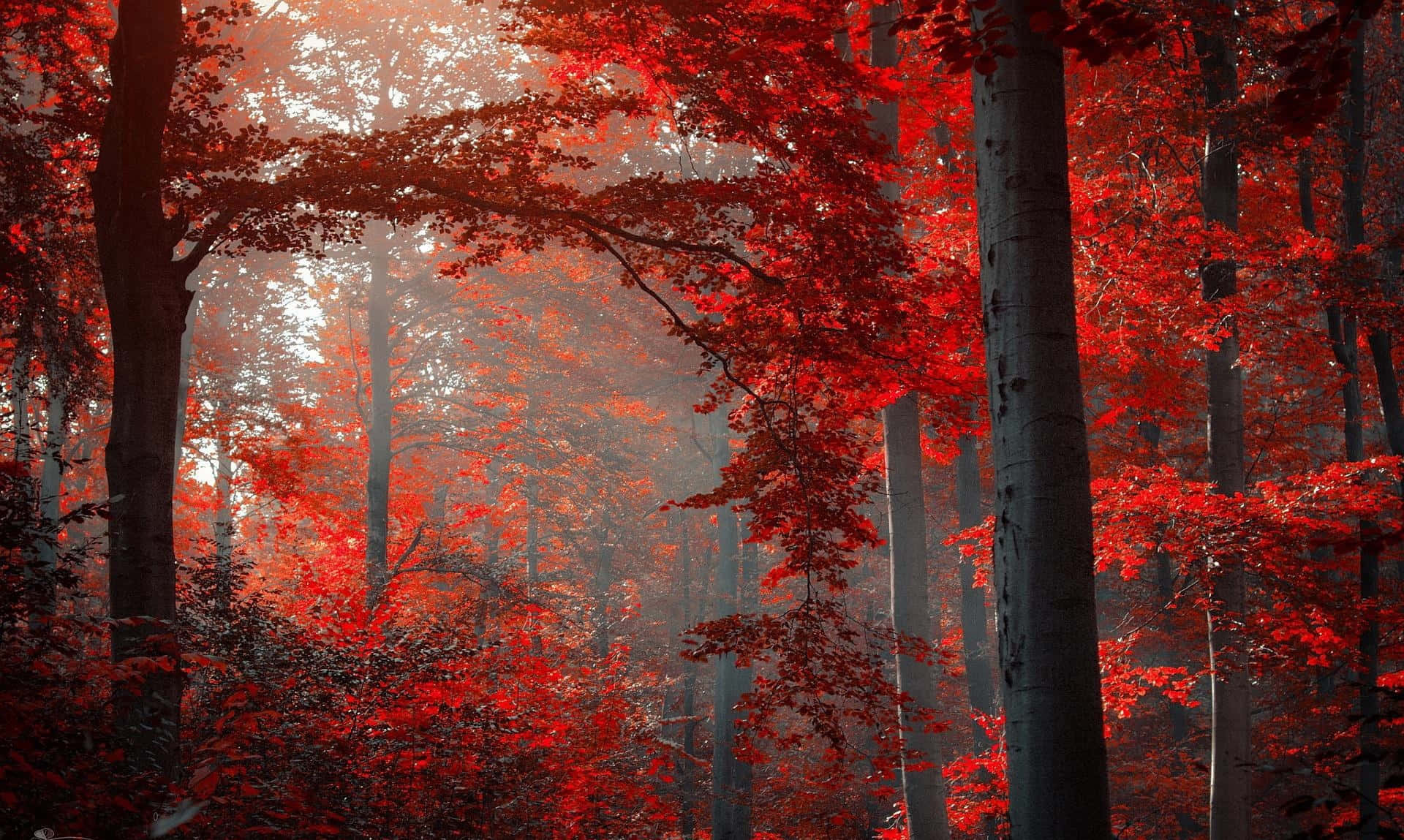 Dark Autumn, fiery red maple trees, mystical autumn glow, Full HD Desktop Wallpaper