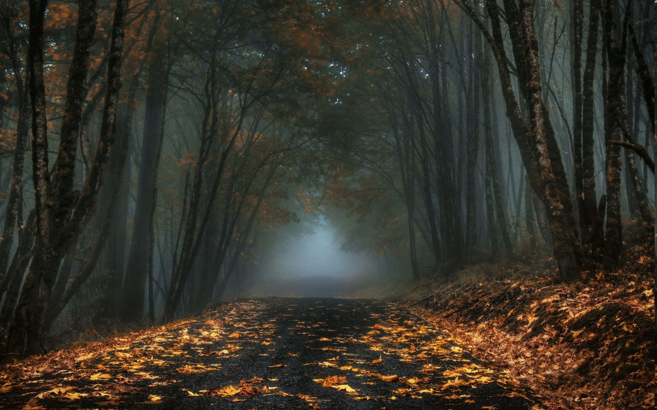 Dark Autumn, foggy forest, autumn forest path, Full HD Desktop Wallpaper