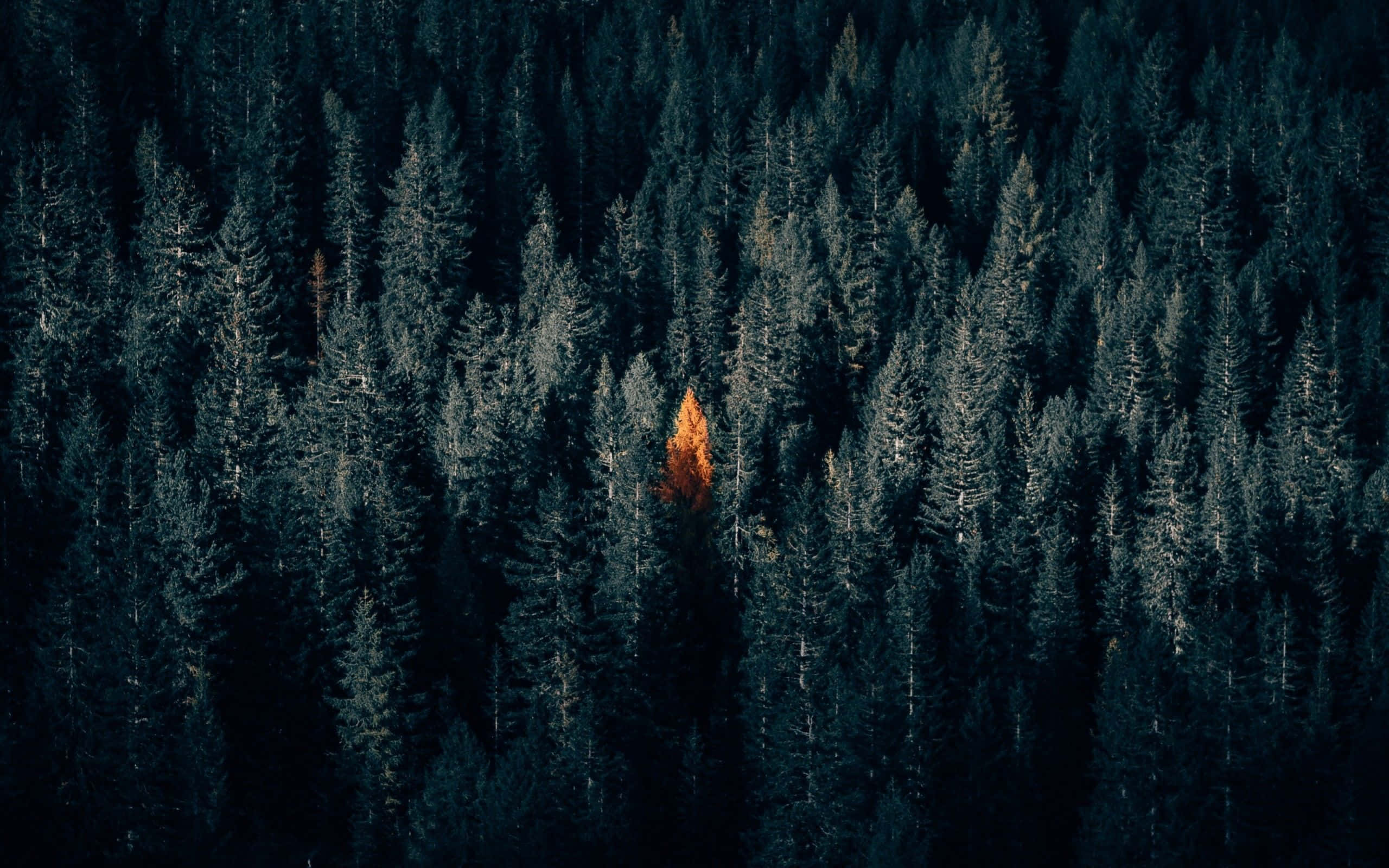Dark Autumn, vibrant orange tree, dense sea of dark green pine trees, 2K Desktop Wallpaper