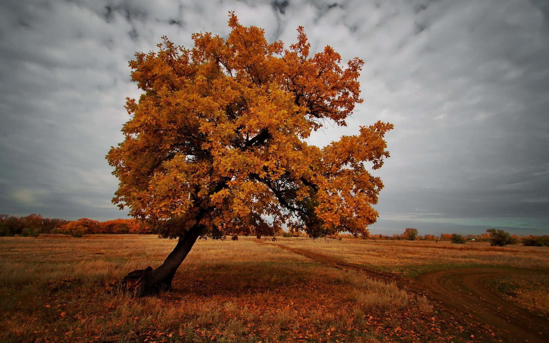 Dark Autumn, golden tree, autumn field, Full HD Desktop Wallpaper