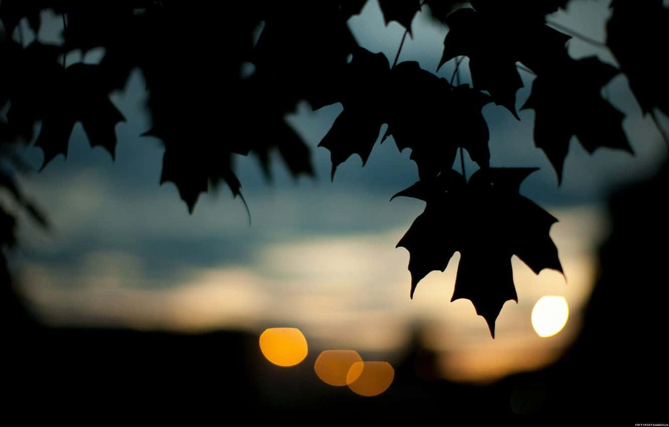 Dark Autumn, maple leaves, sunset sky, HD Desktop Wallpaper