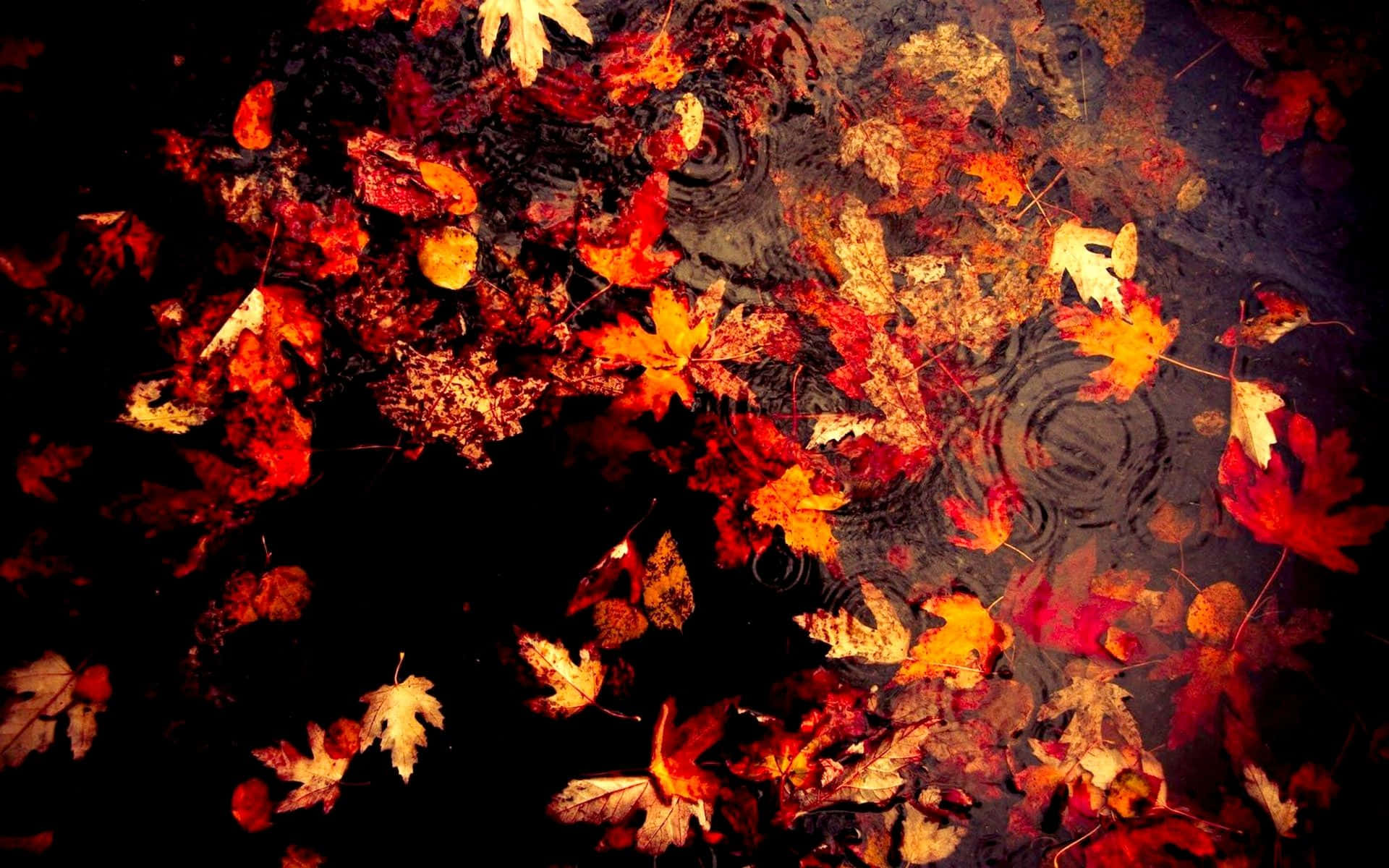 Dark Autumn, maple leaves, water, Full HD Desktop Wallpaper