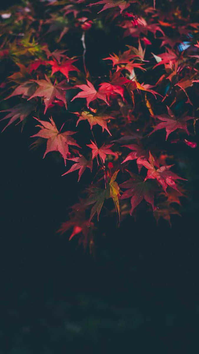 Dark Autumn, pink maple leaves, vibrant red maple leaves, SD Phone Wallpaper