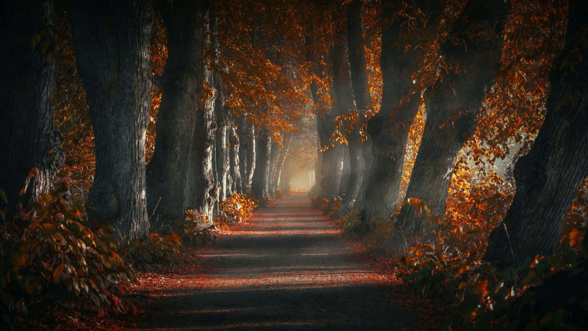 Dark Autumn, forest pathway, autumn, Full HD Desktop Wallpaper