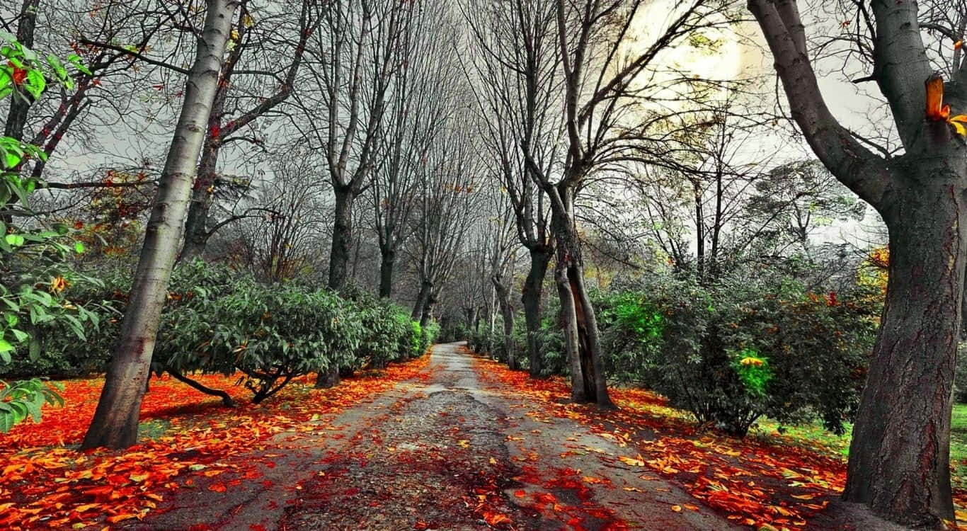 Dark Autumn, autumn forest, winding path, HD Desktop Wallpaper