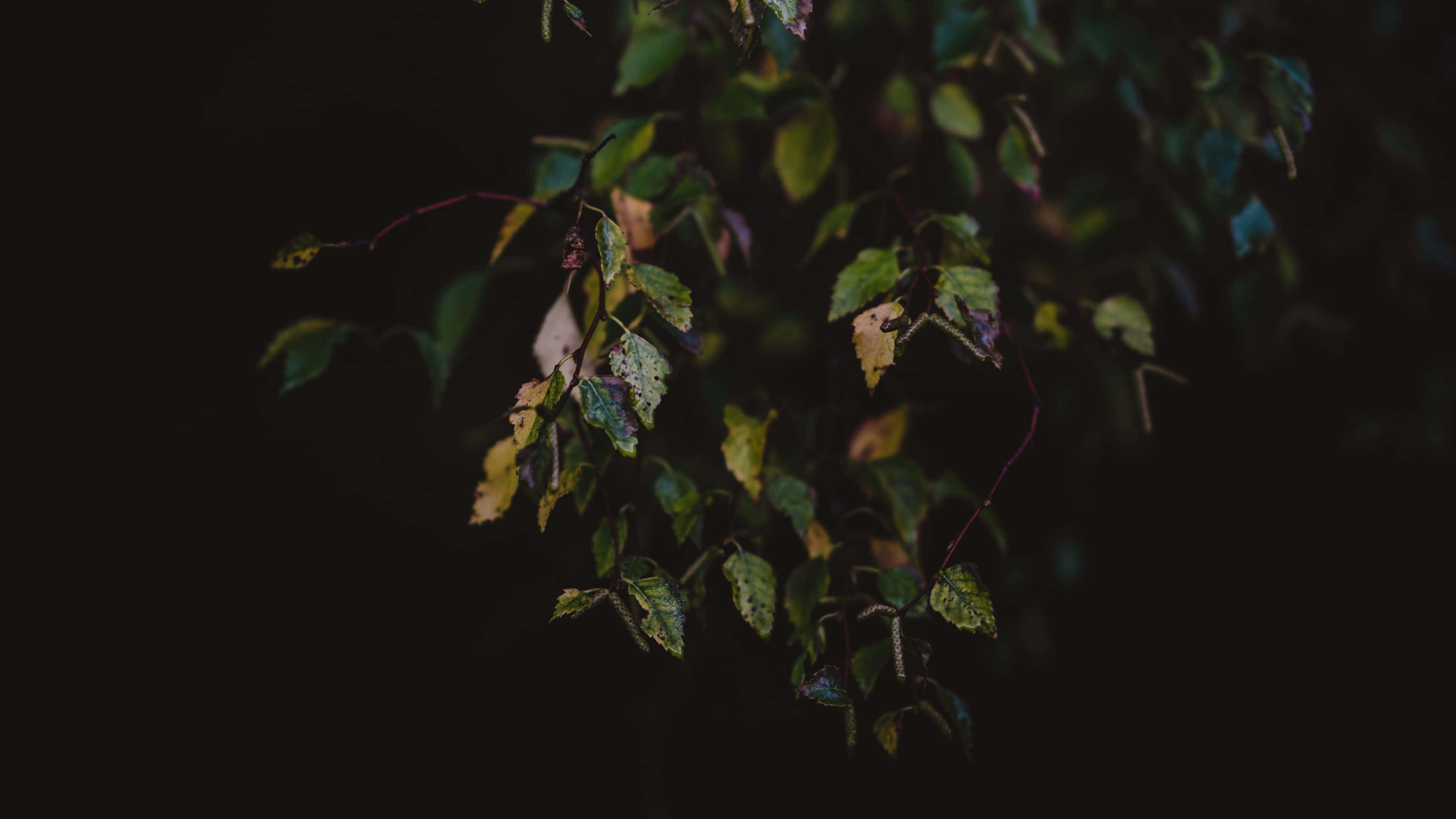 dark autumn, black background, green and yellowing leaves, 4K Desktop Wallpaper