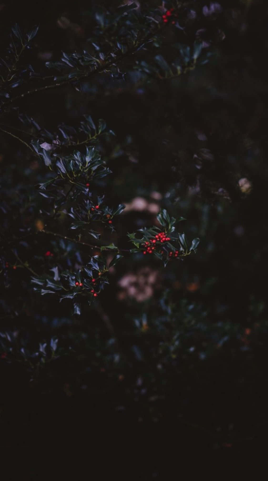 Dark Autumn, holly branches, bright red berries, Full HD Phone Wallpaper