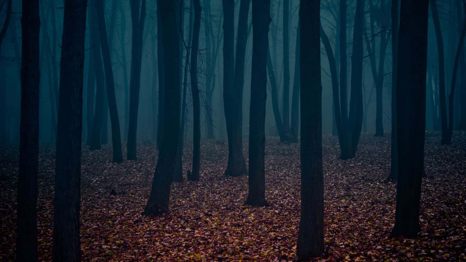 Dark Autumn, misty forest, tall dark trees, Full HD Desktop Wallpaper