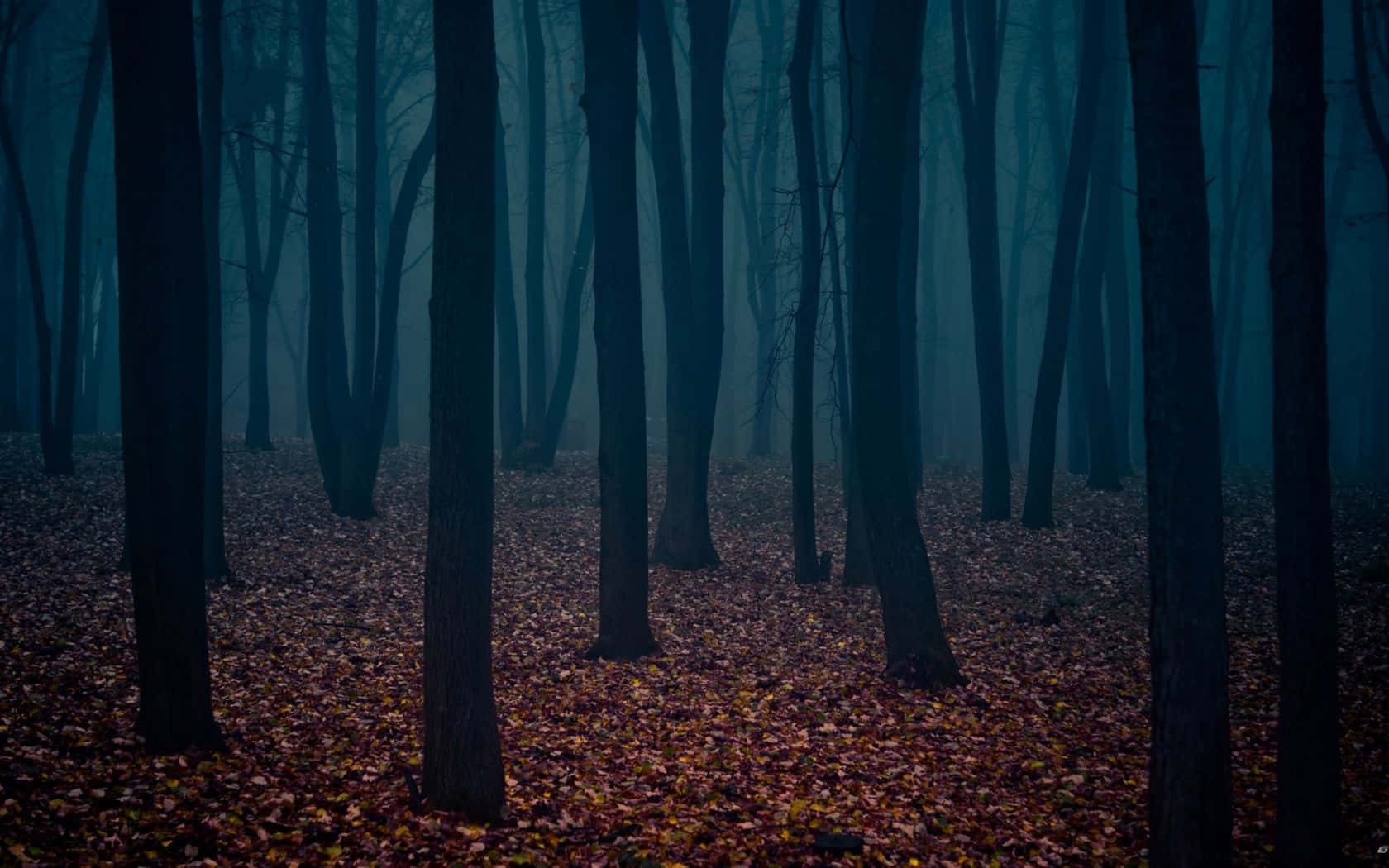 Dark Autumn, forest, bare trees, HD Desktop Wallpaper
