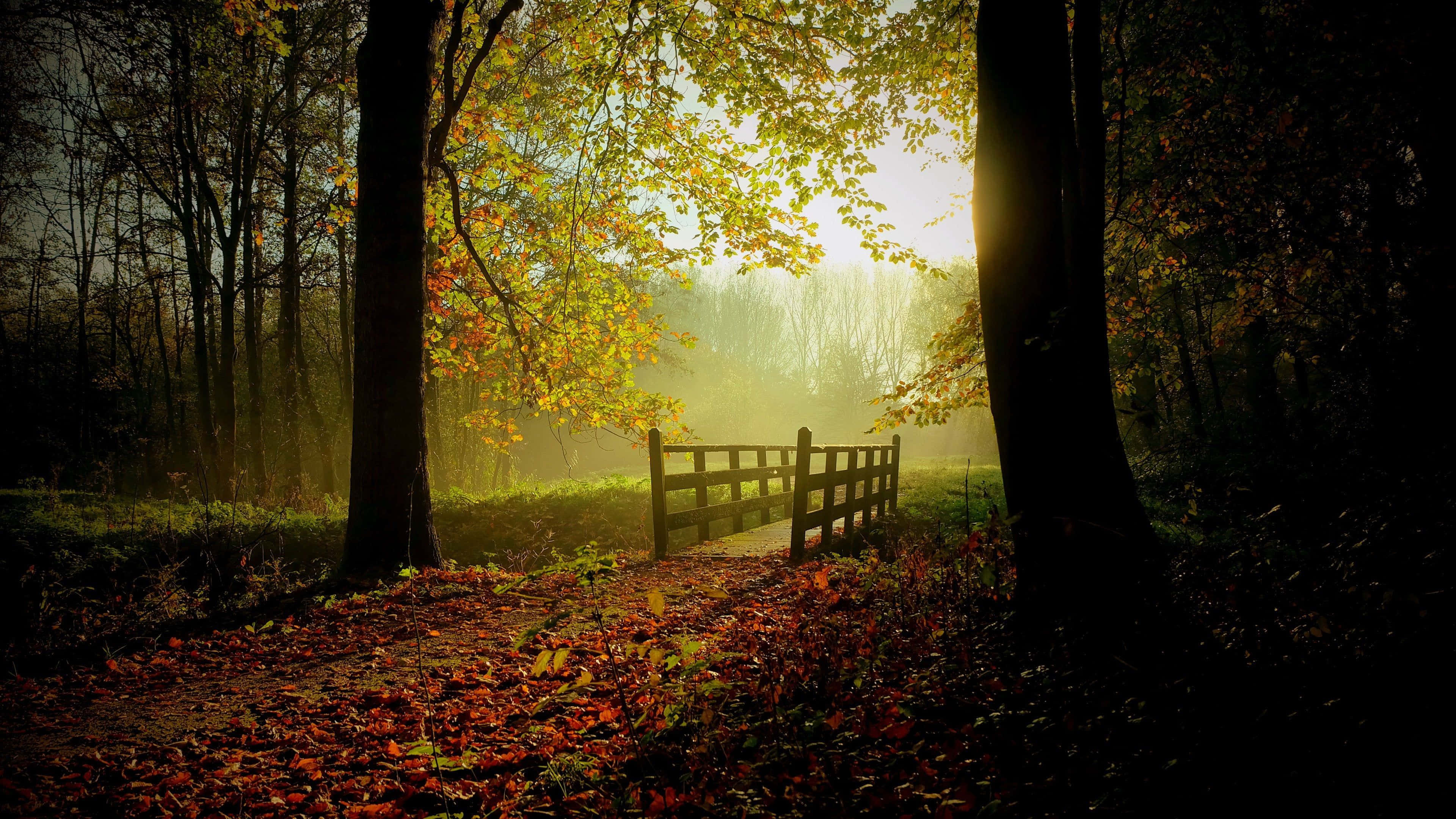 Dark Autumn, autumn leaves, golden rays, 4K Desktop Wallpaper