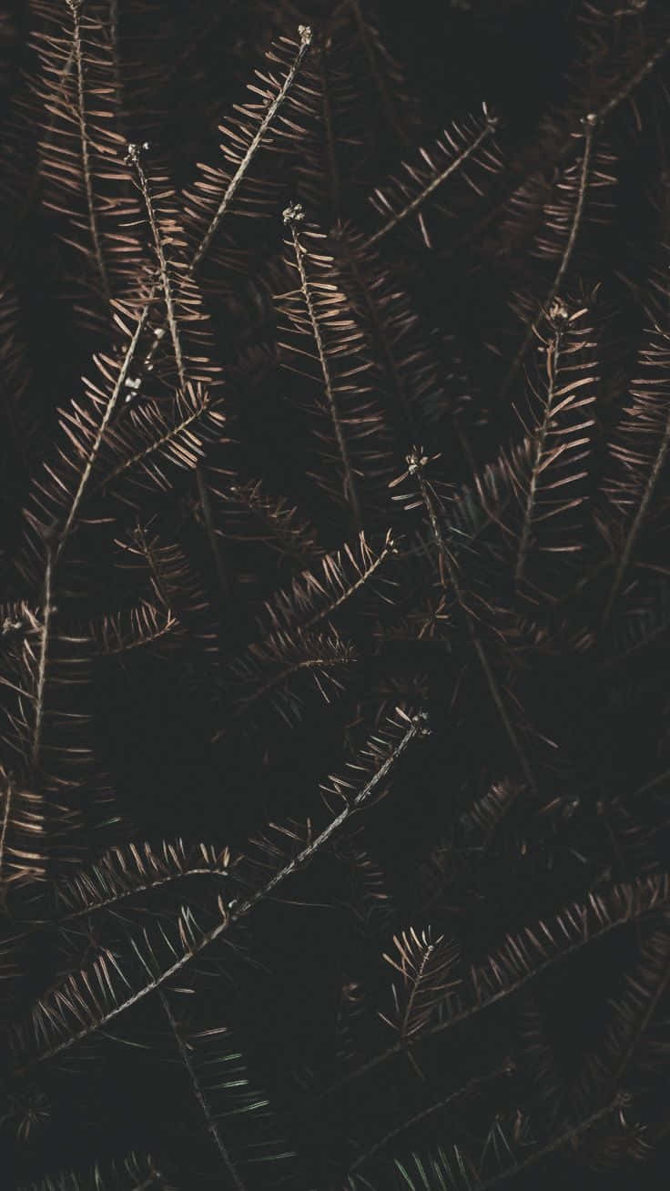 Dark Autumn, pine needles, warm bronze light, HD Phone Wallpaper